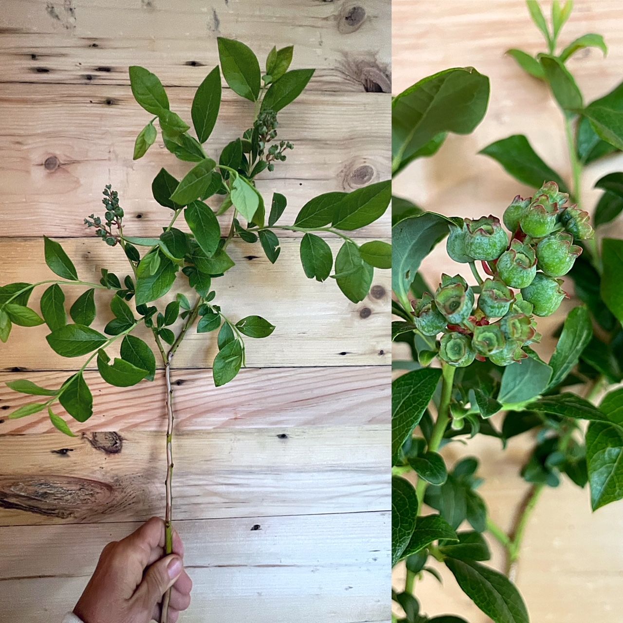 VACCINIUM myrtilloides