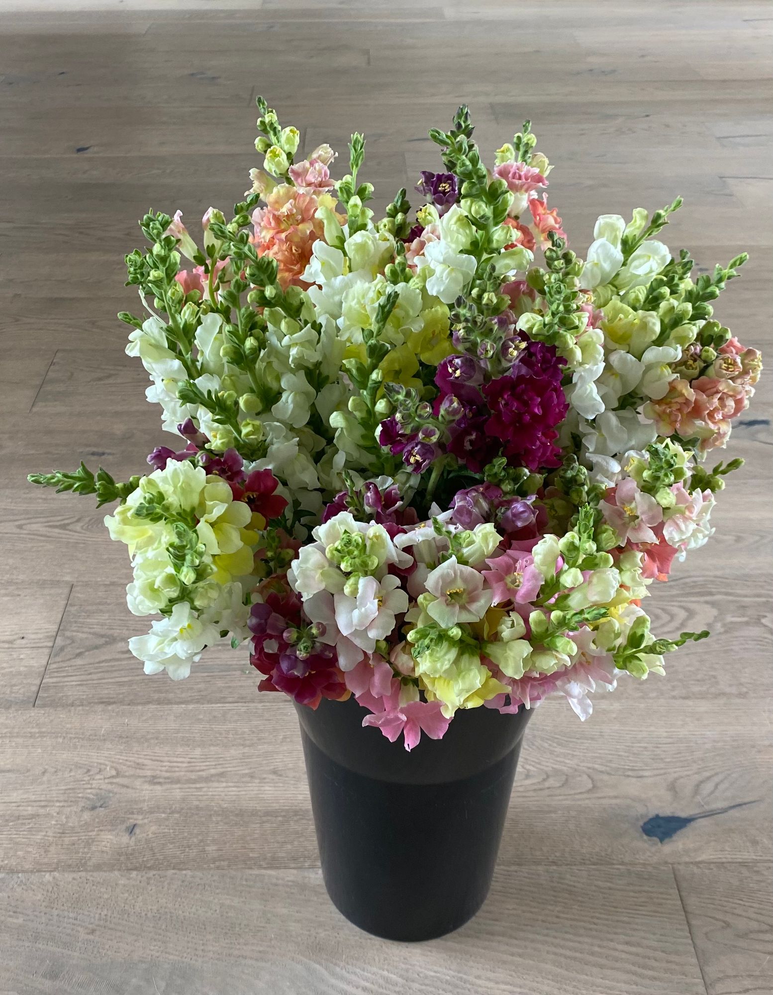ANTIRRHINUM majus