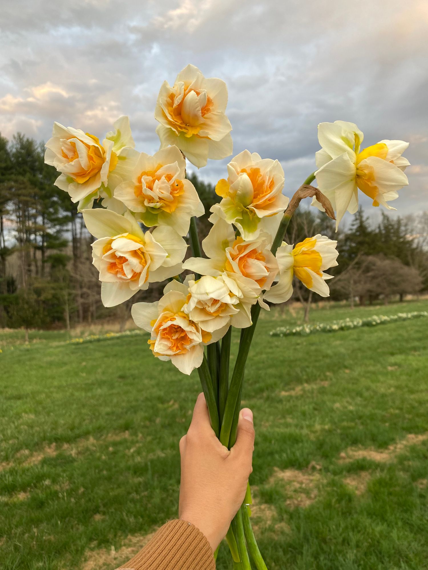 NARCISSUS Replete