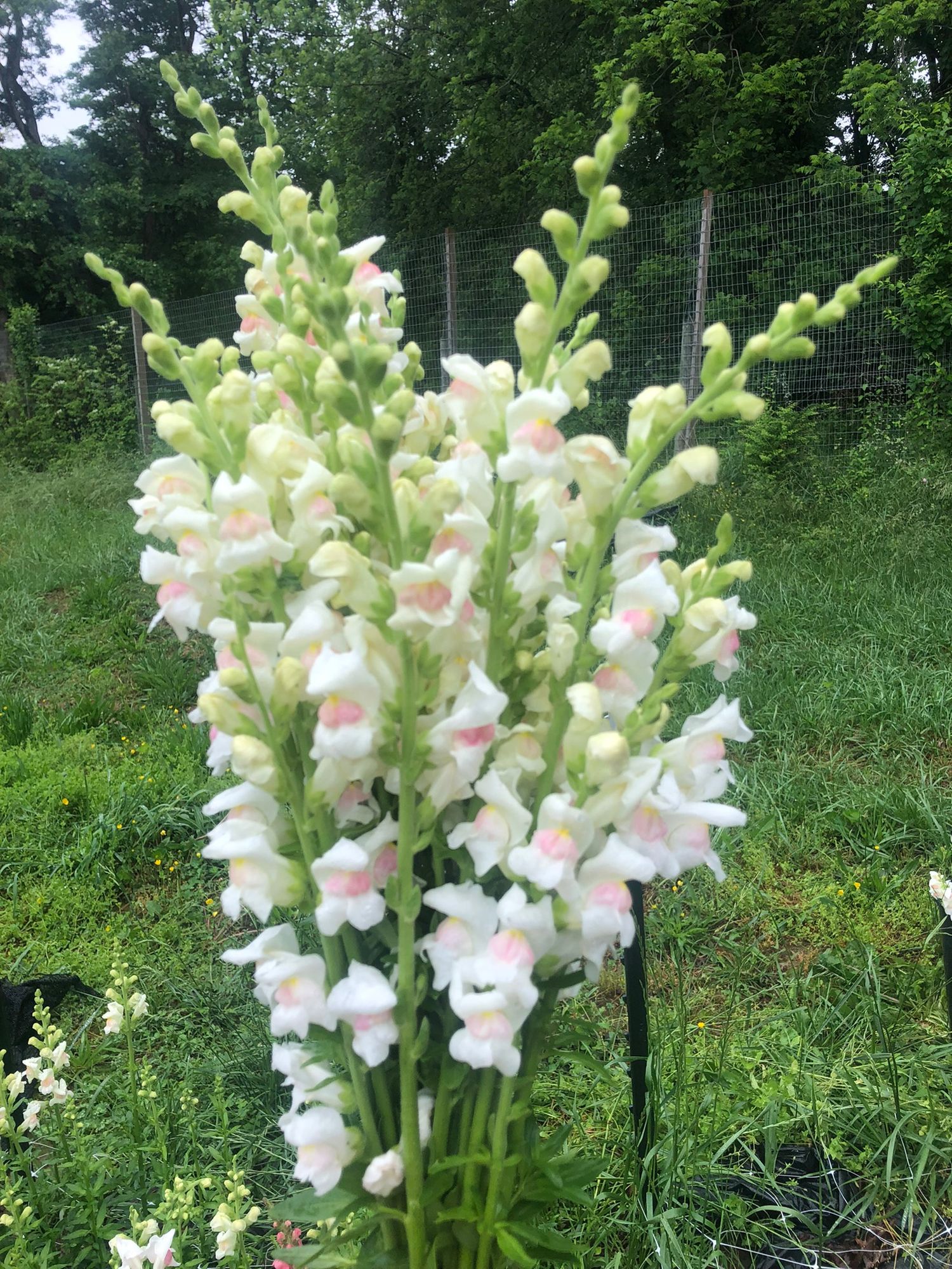 ANTIRRHINUM majus Potomac Appleblossom