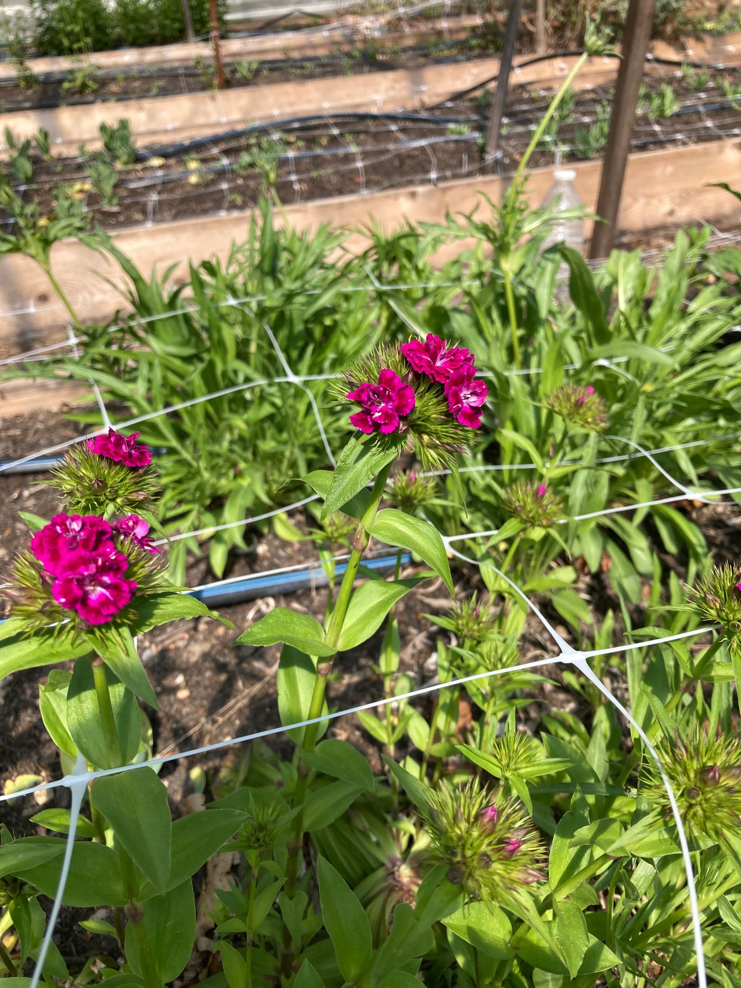 DIANTHUS barbatus Amazon