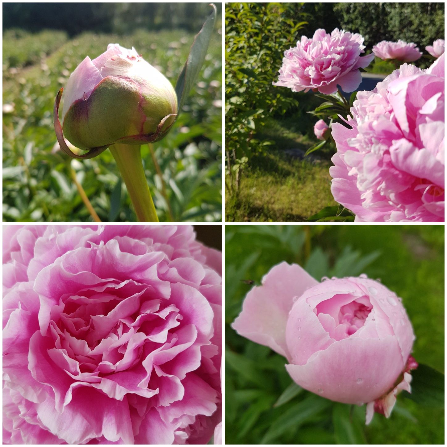 PAEONIA lactiflora Sarah Bernhardt