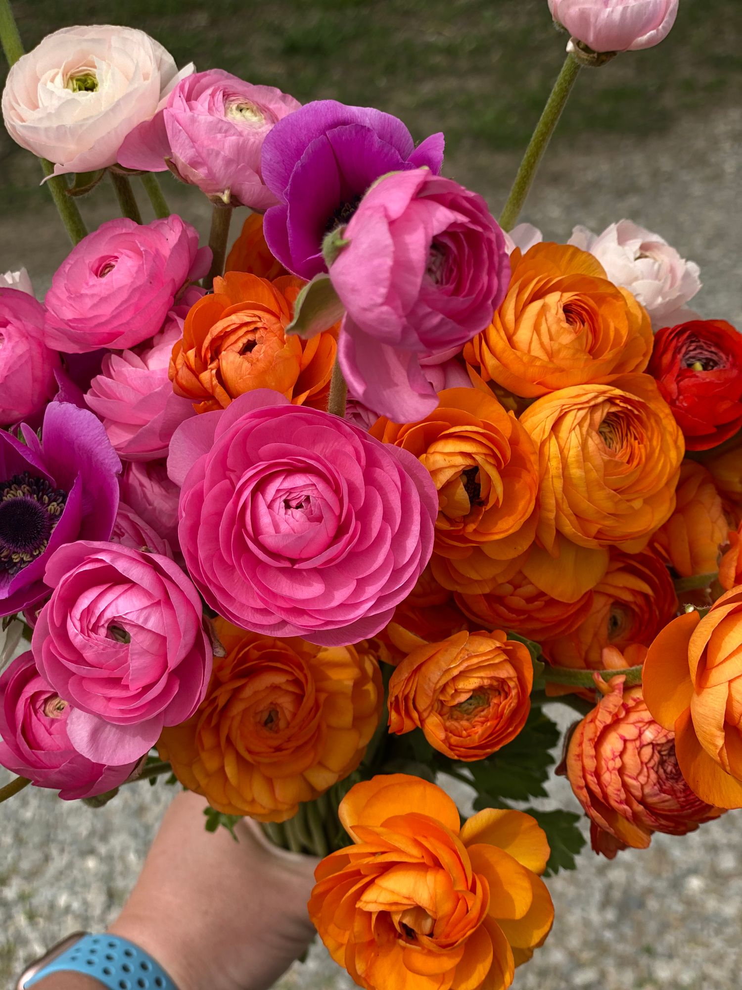 RANUNCULUS Amandine Salmon