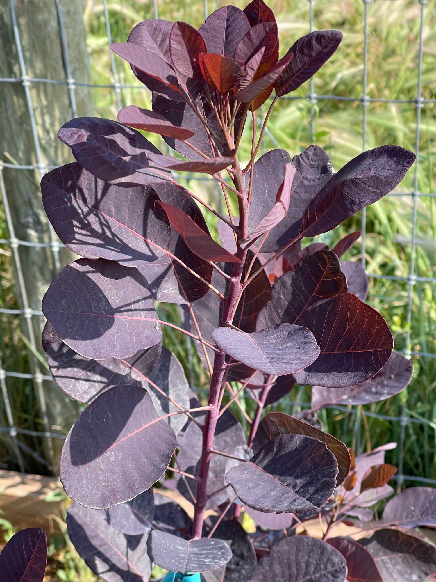 COTINUS coggygria