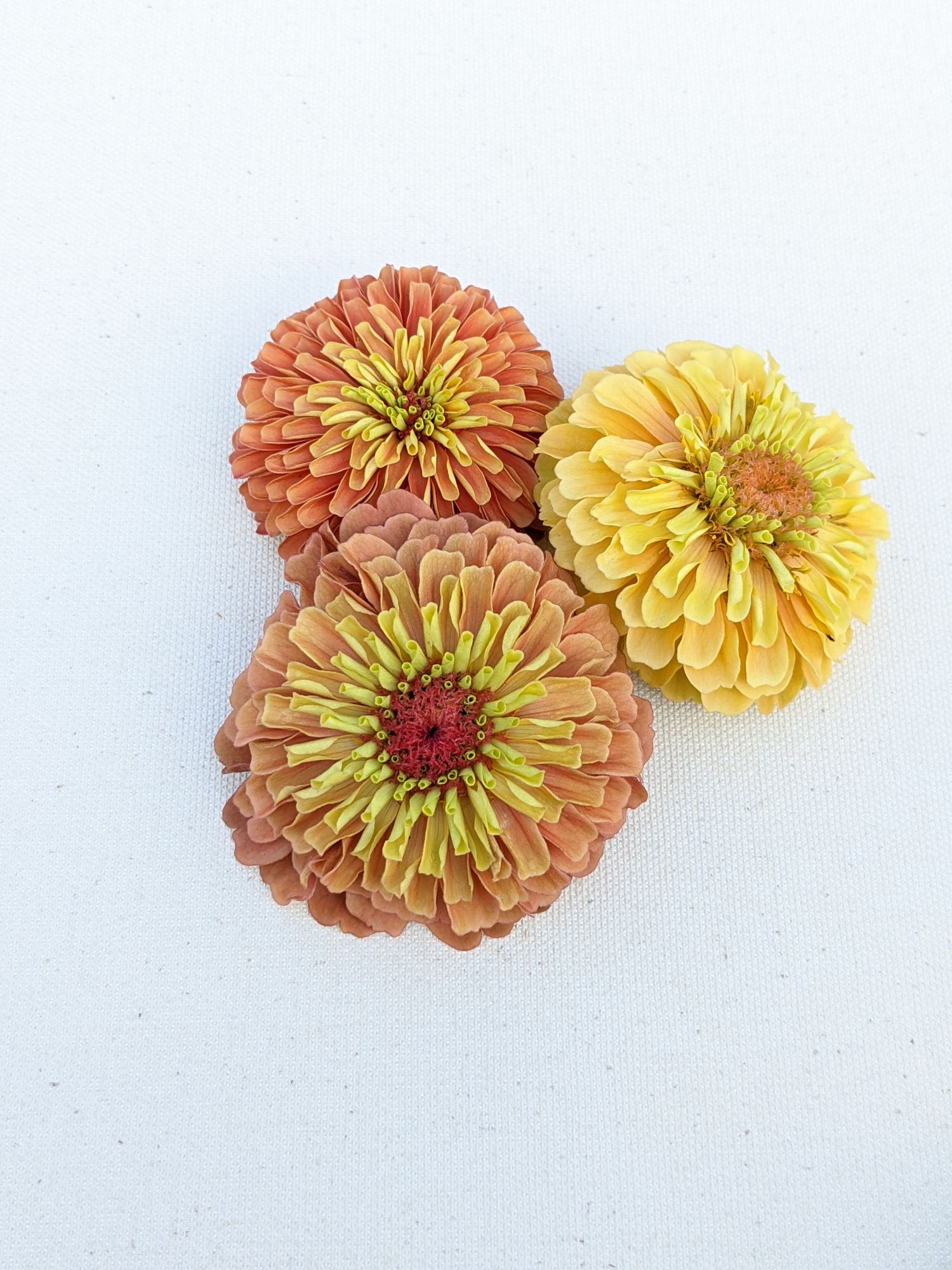 ZINNIA elegans Queen Series