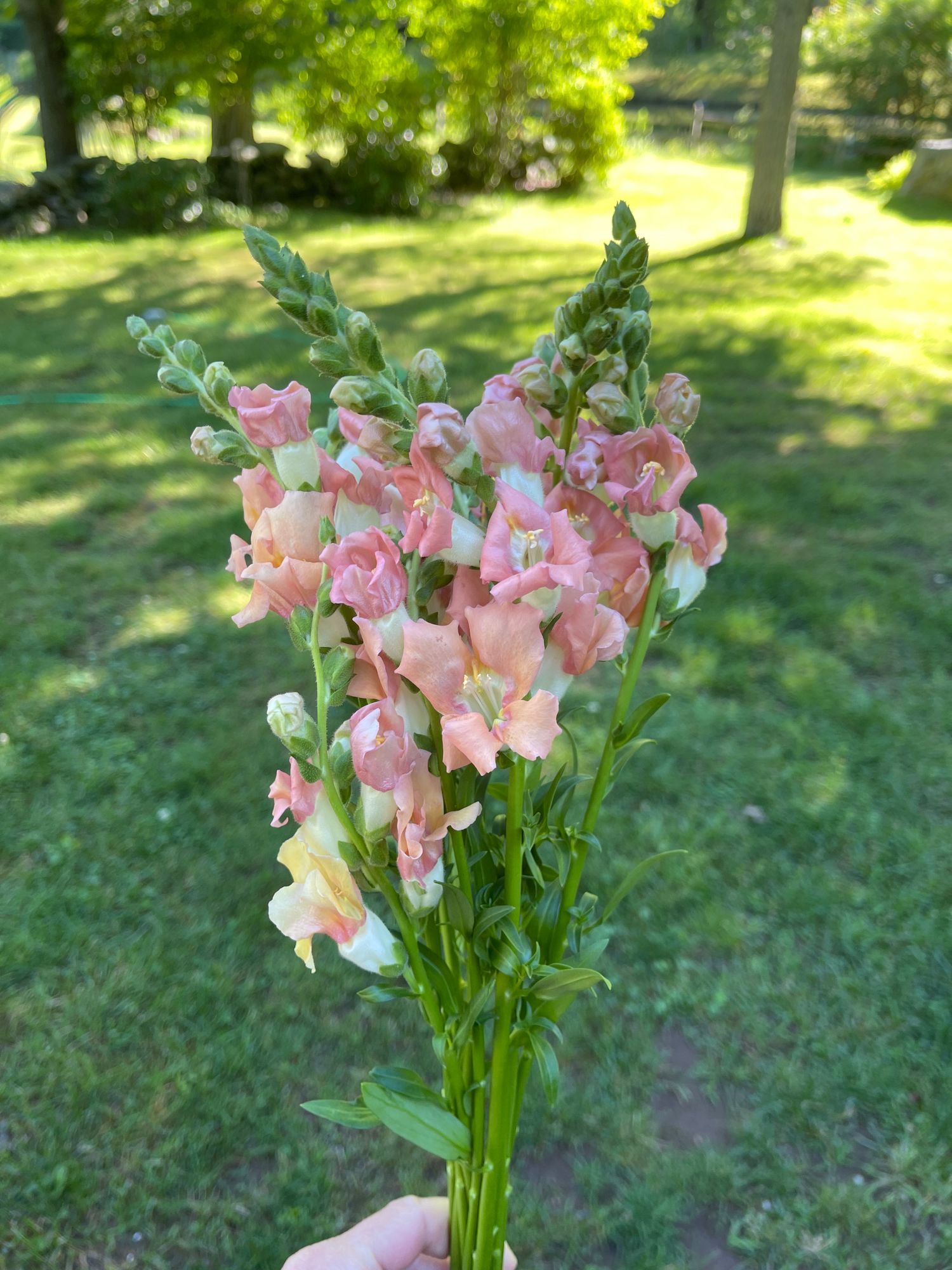 ANTIRRHINUM majus Chantilly