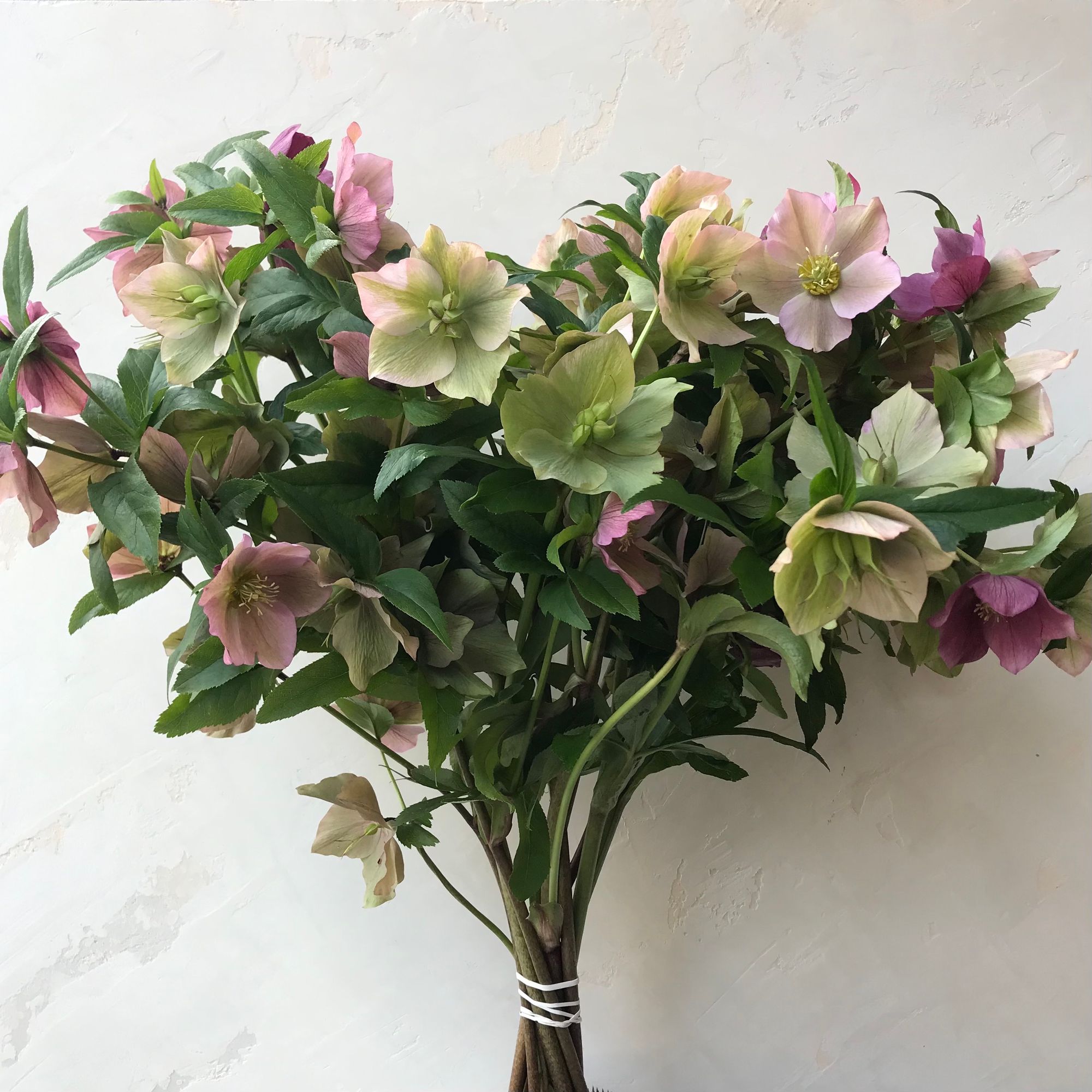 HELLEBORUS x hybridus