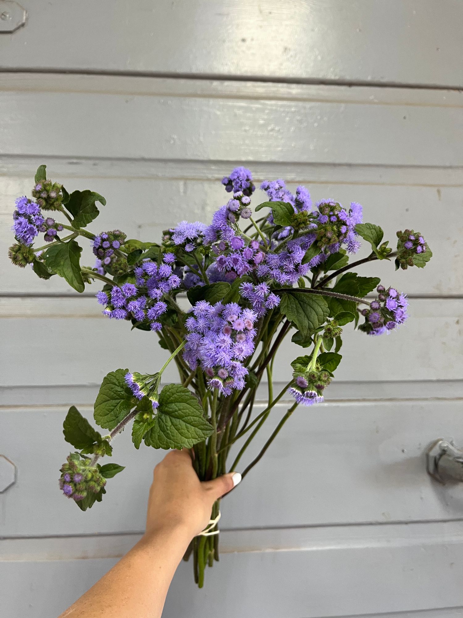AGERATUM houstonianum Blue Horizon
