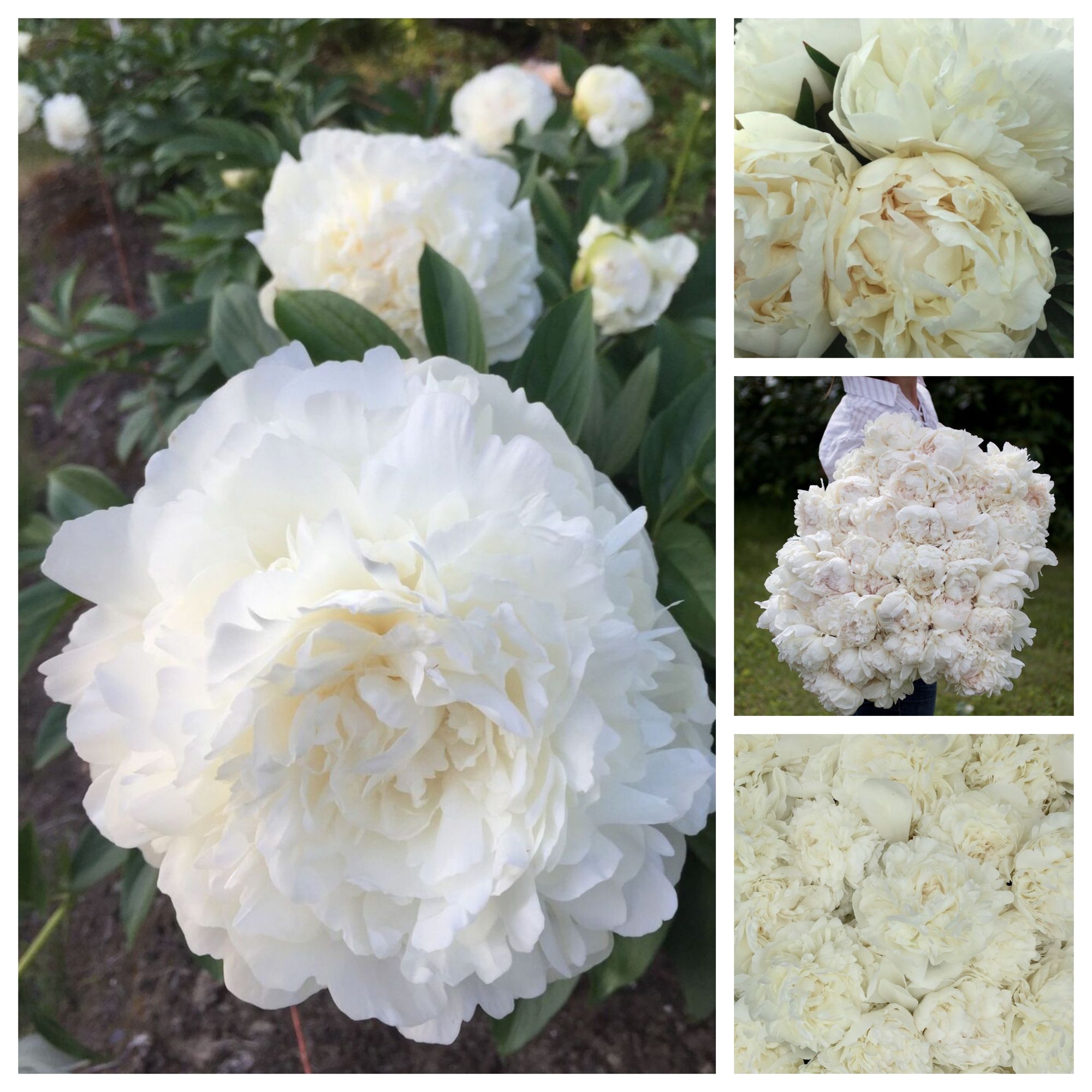 PAEONIA lactiflora Elsa Sass