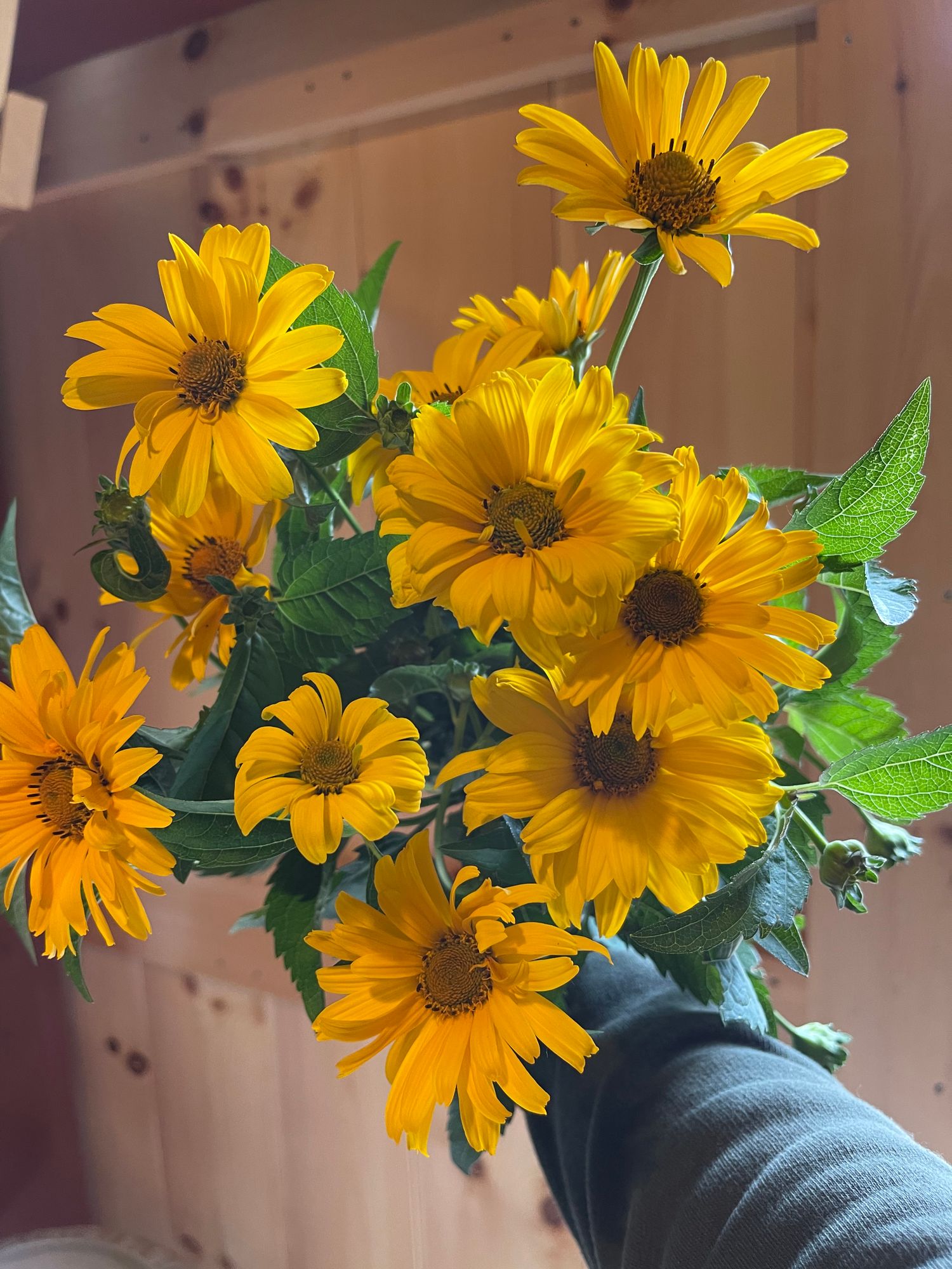 HELIANTHUS