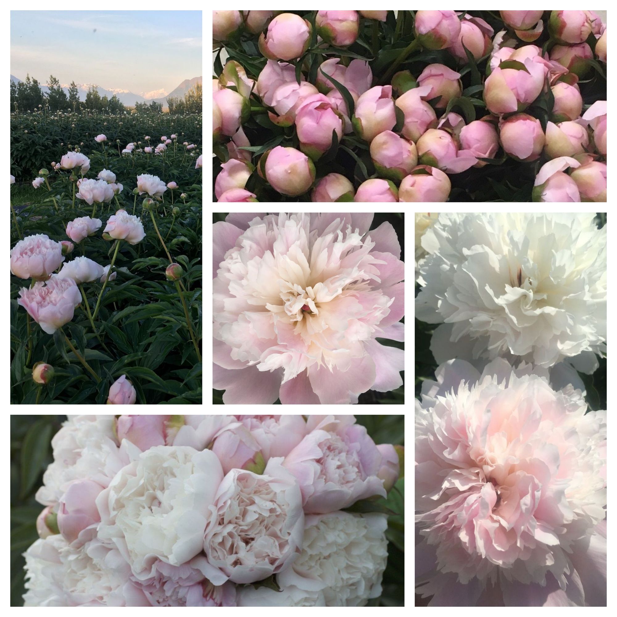 Mixed Blush- Standard Grade (10 stems)