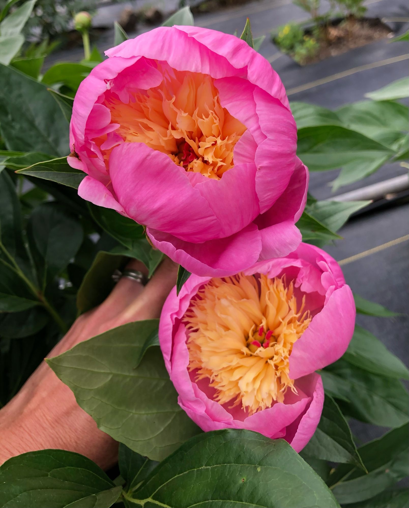 PAEONIA lactiflora Bowl of Beauty