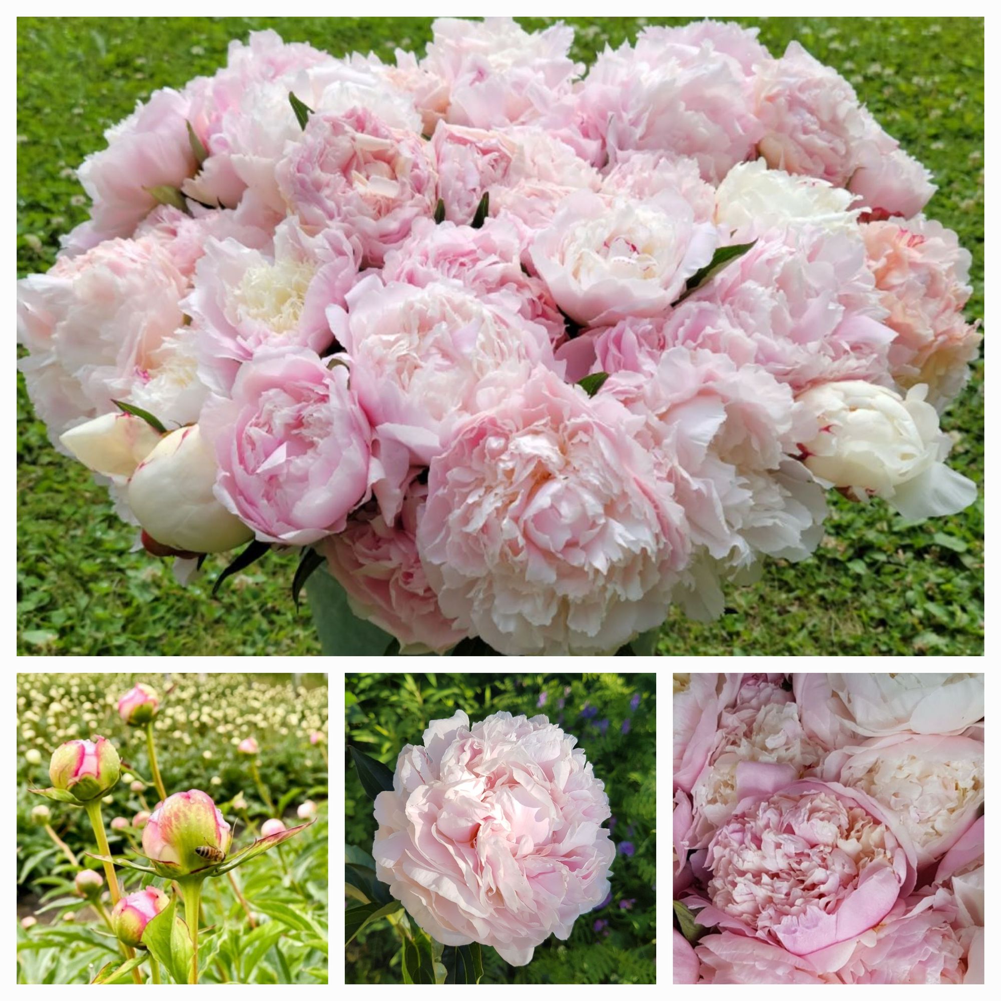 PAEONIA lactiflora