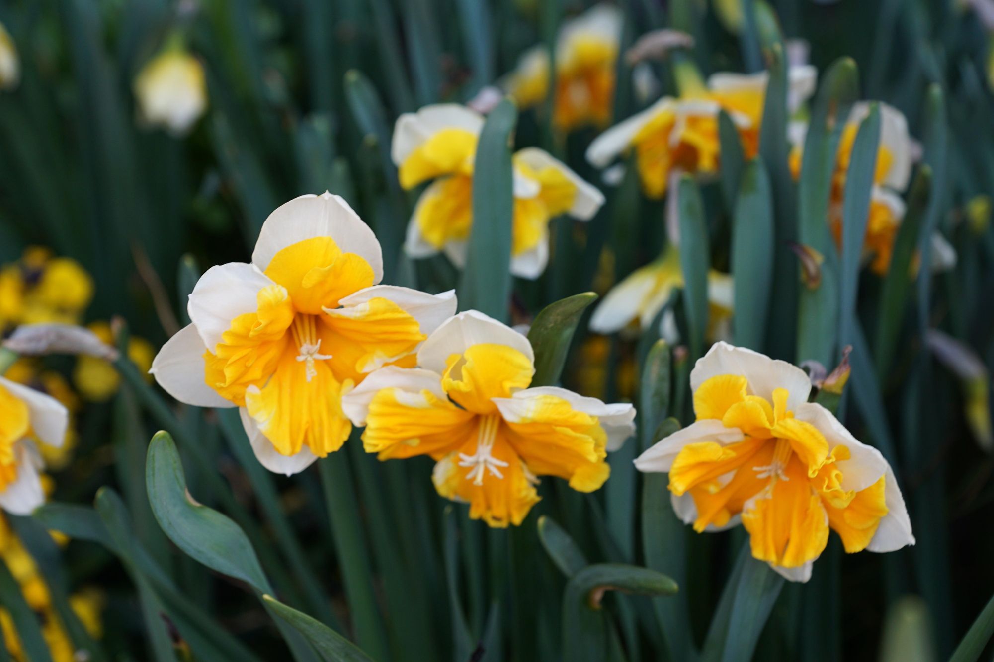 NARCISSUS Orangery