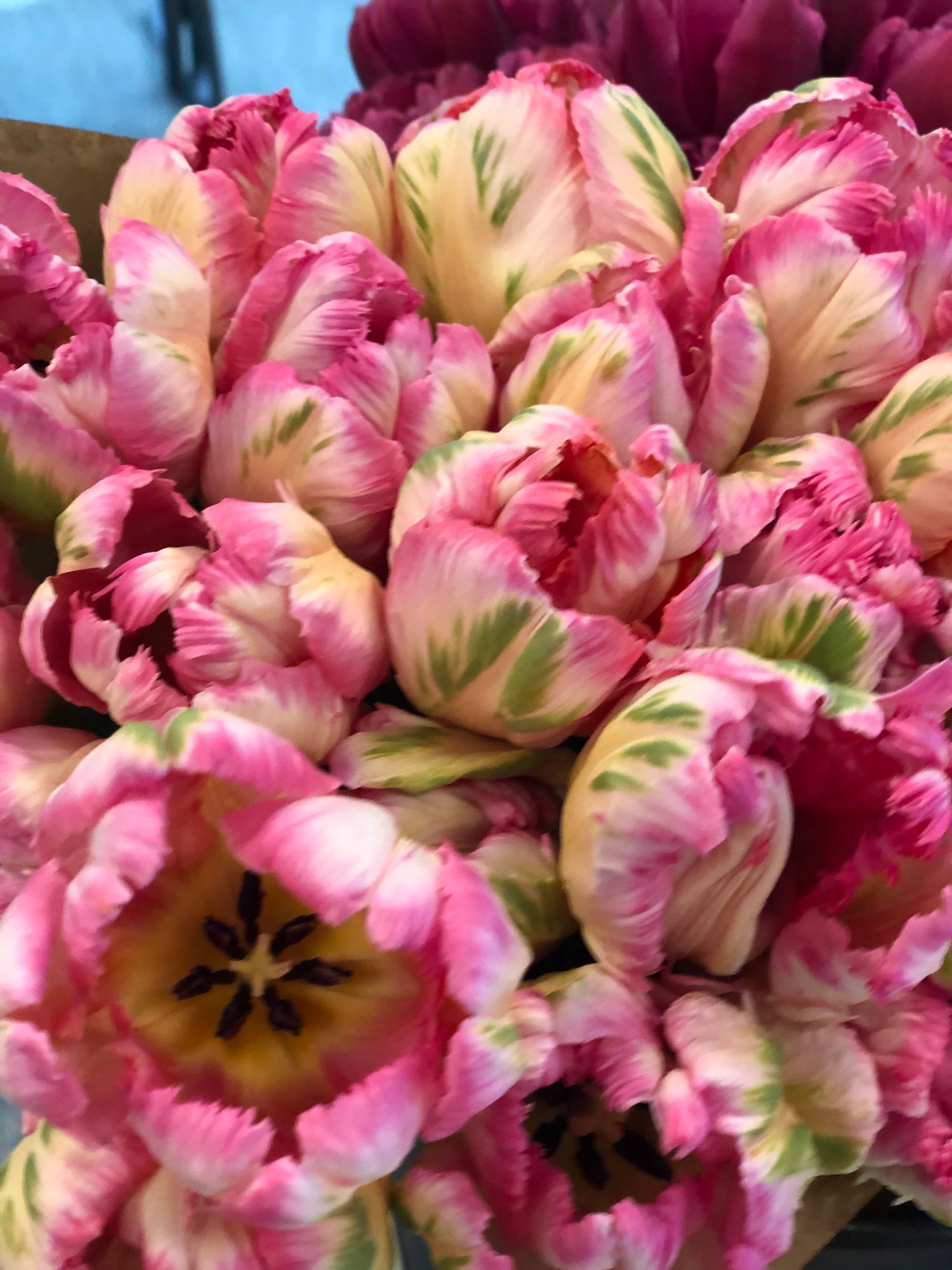 TULIPA Silver Parrot