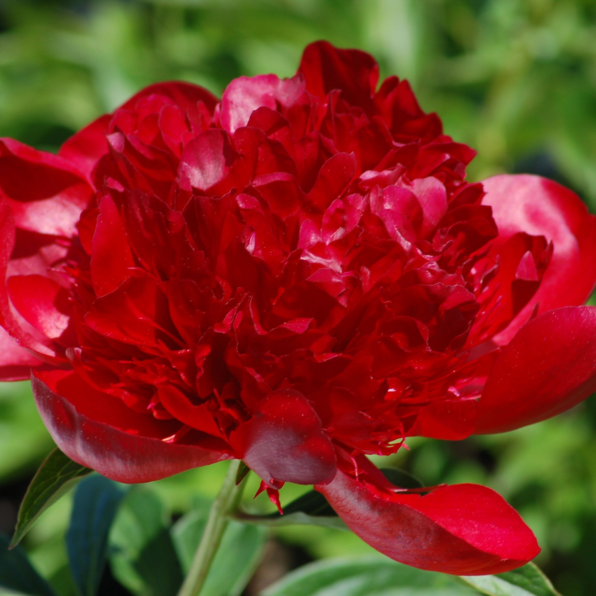 PAEONIA lactiflora x officinalis Red Charm