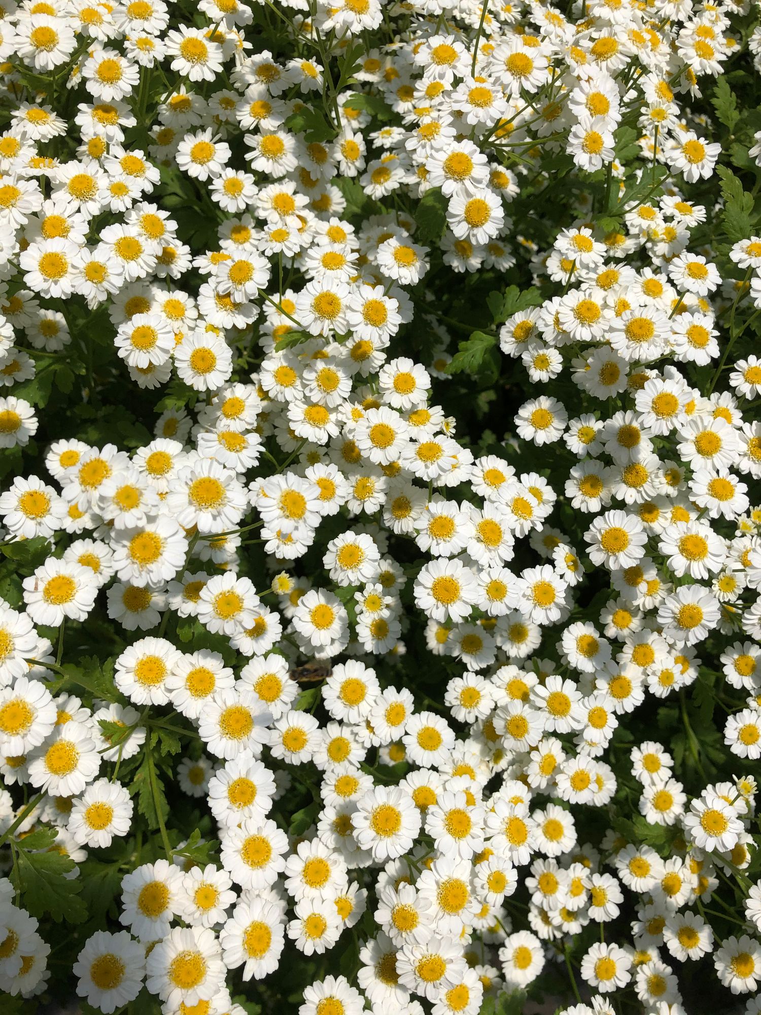 TANACETUM parthenium Magic Single