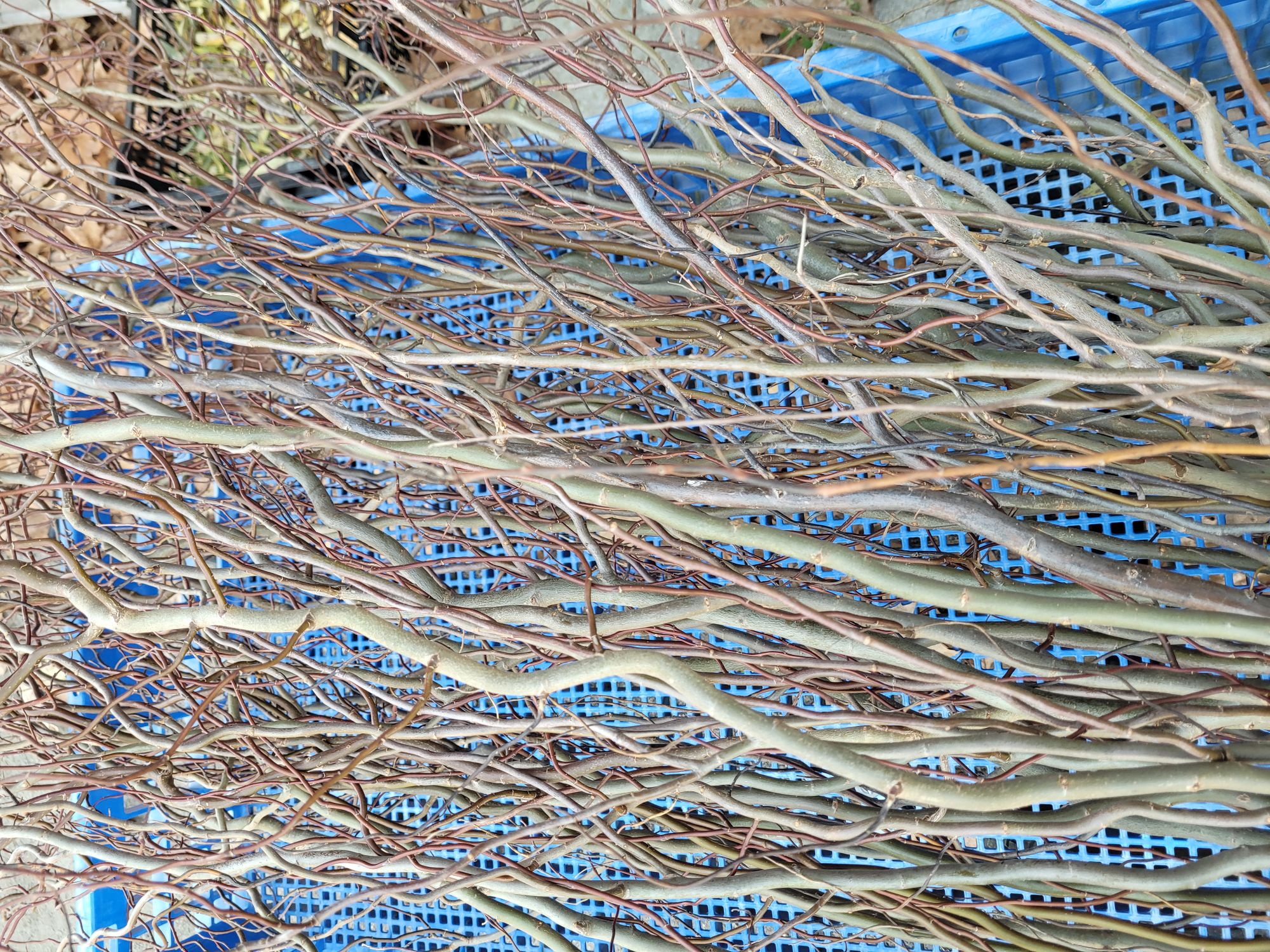 SALIX matsudana var. tortuosa