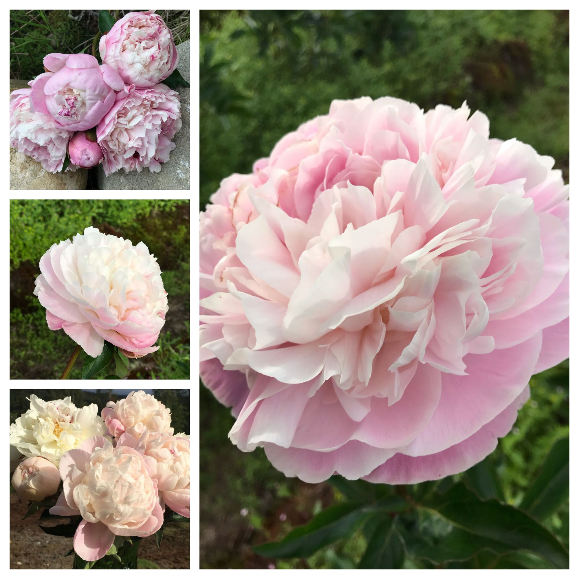 PAEONIA lactiflora Nick Shaylor