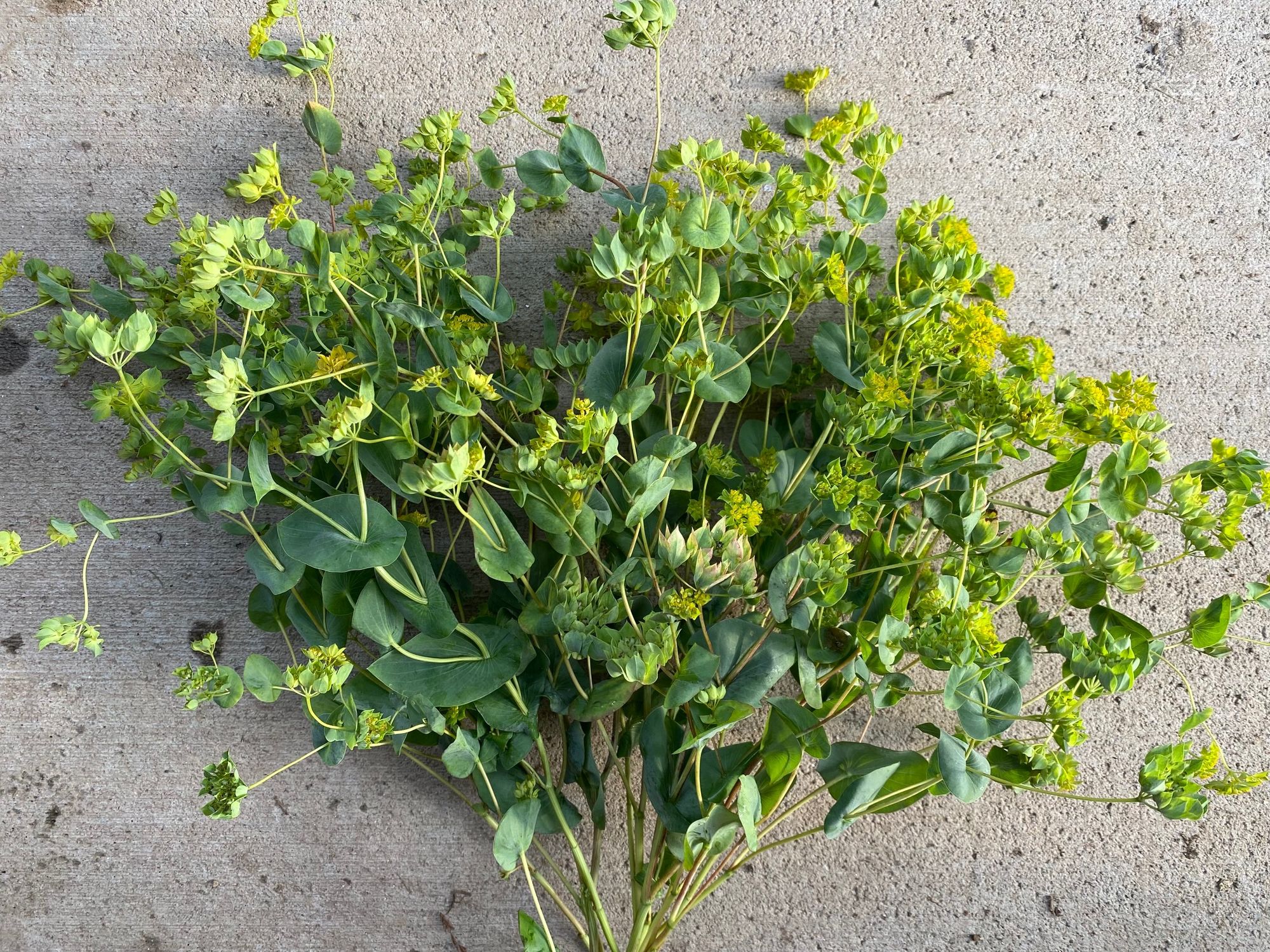 BUPLEURUM rotundifolium