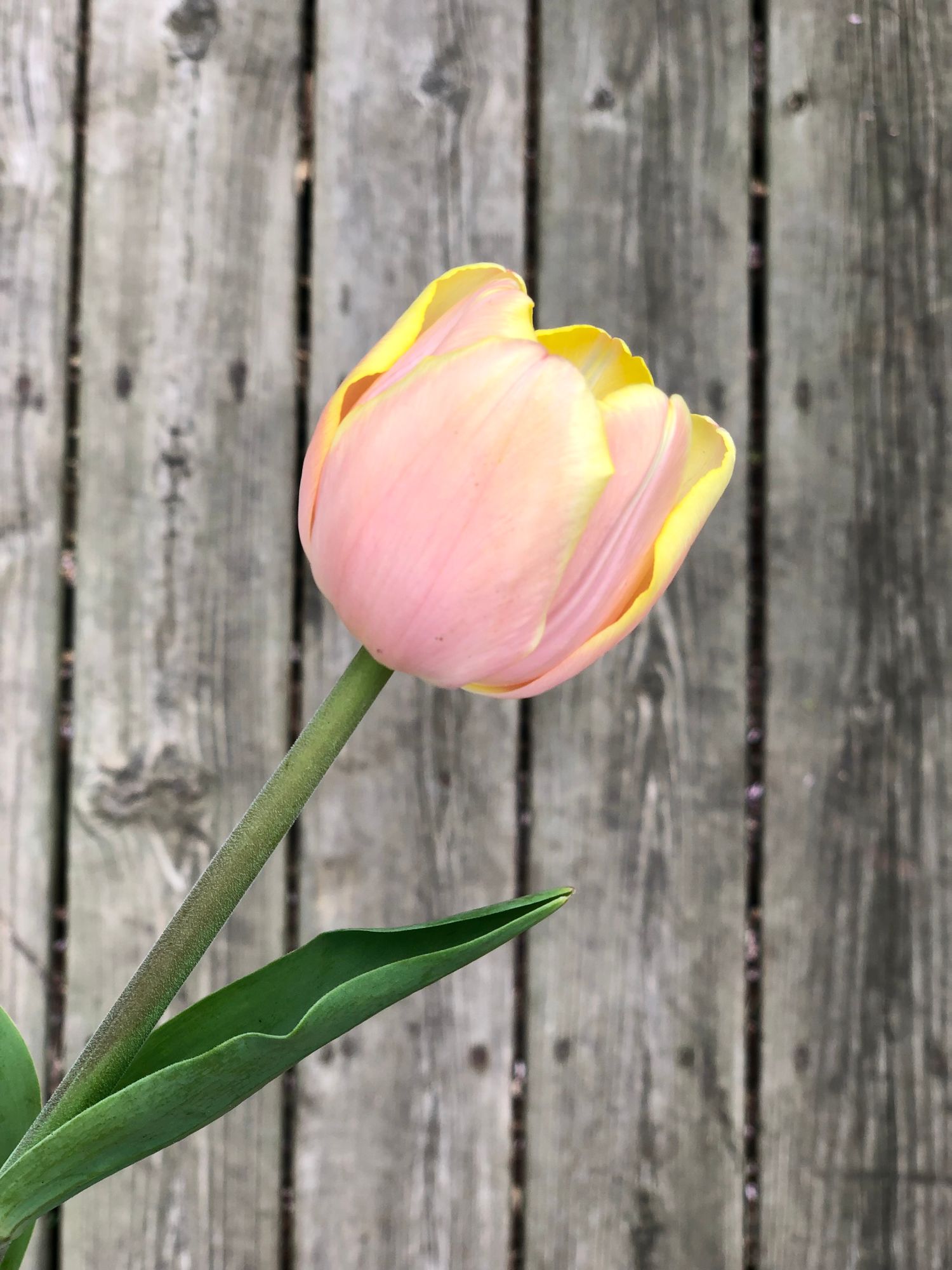 TULIPA Mango Charm