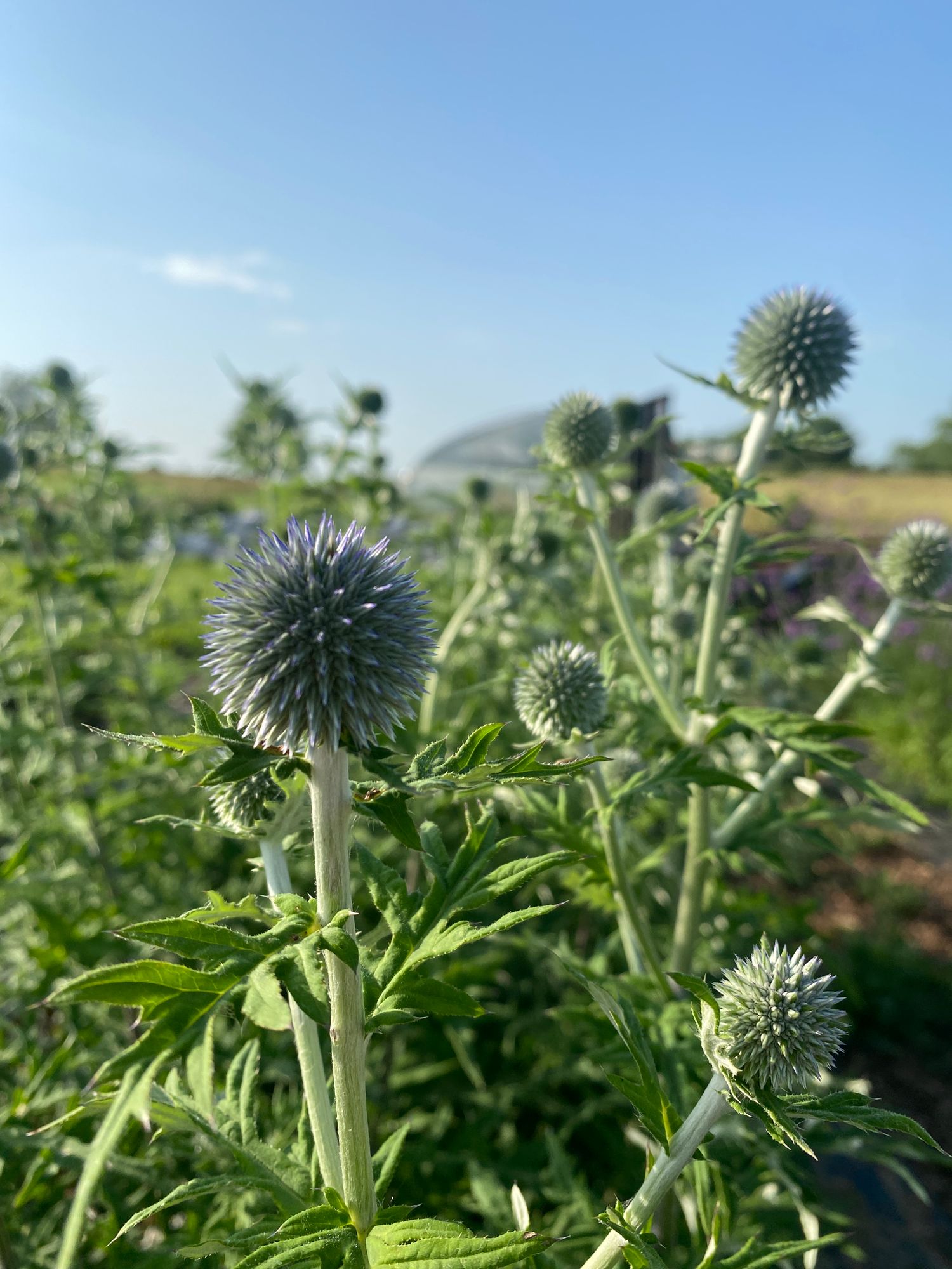 ECHINOPS bannaticus Blue Glow