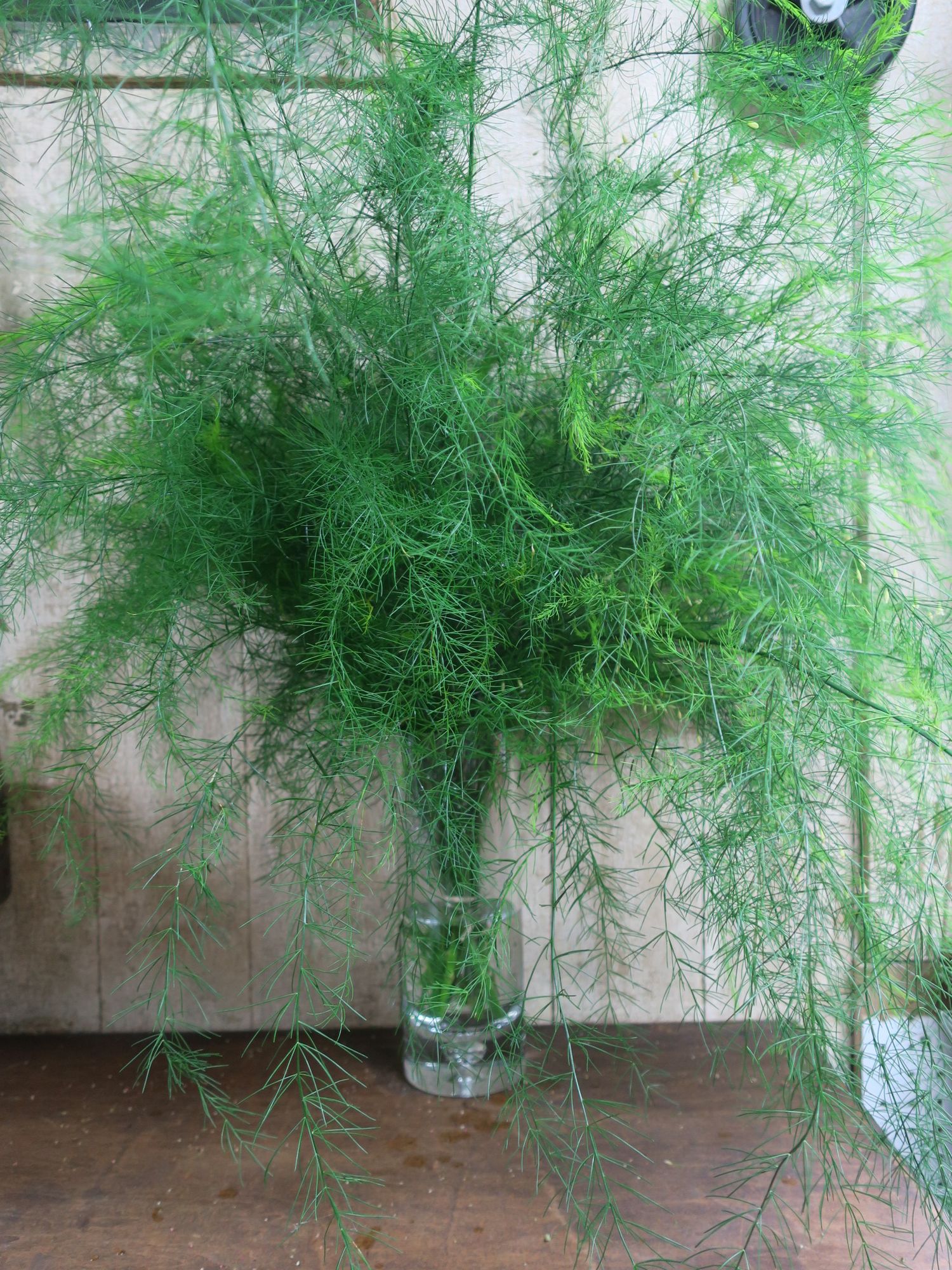 ASPARAGUS officinalis var. pseudoscaber