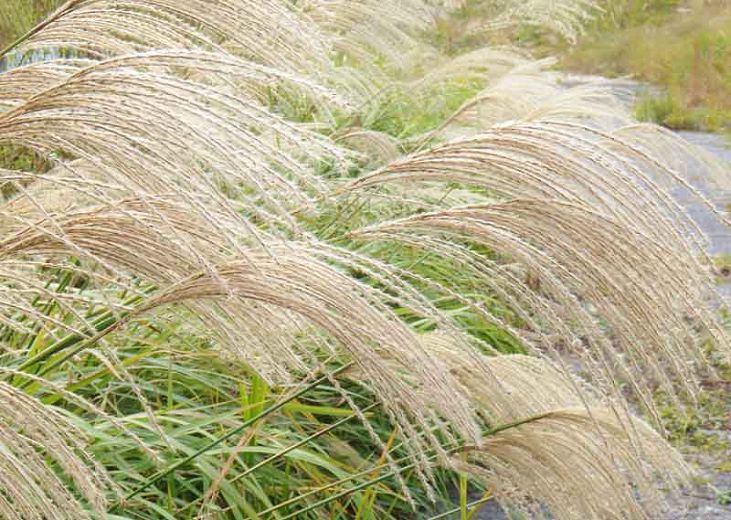 MISCANTHUS sinensis zebrinus