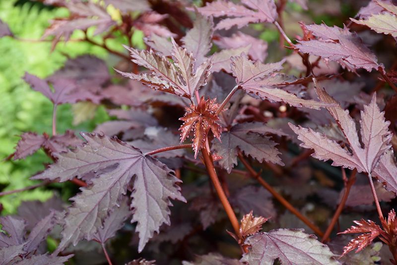 HIBISCUS acetosella