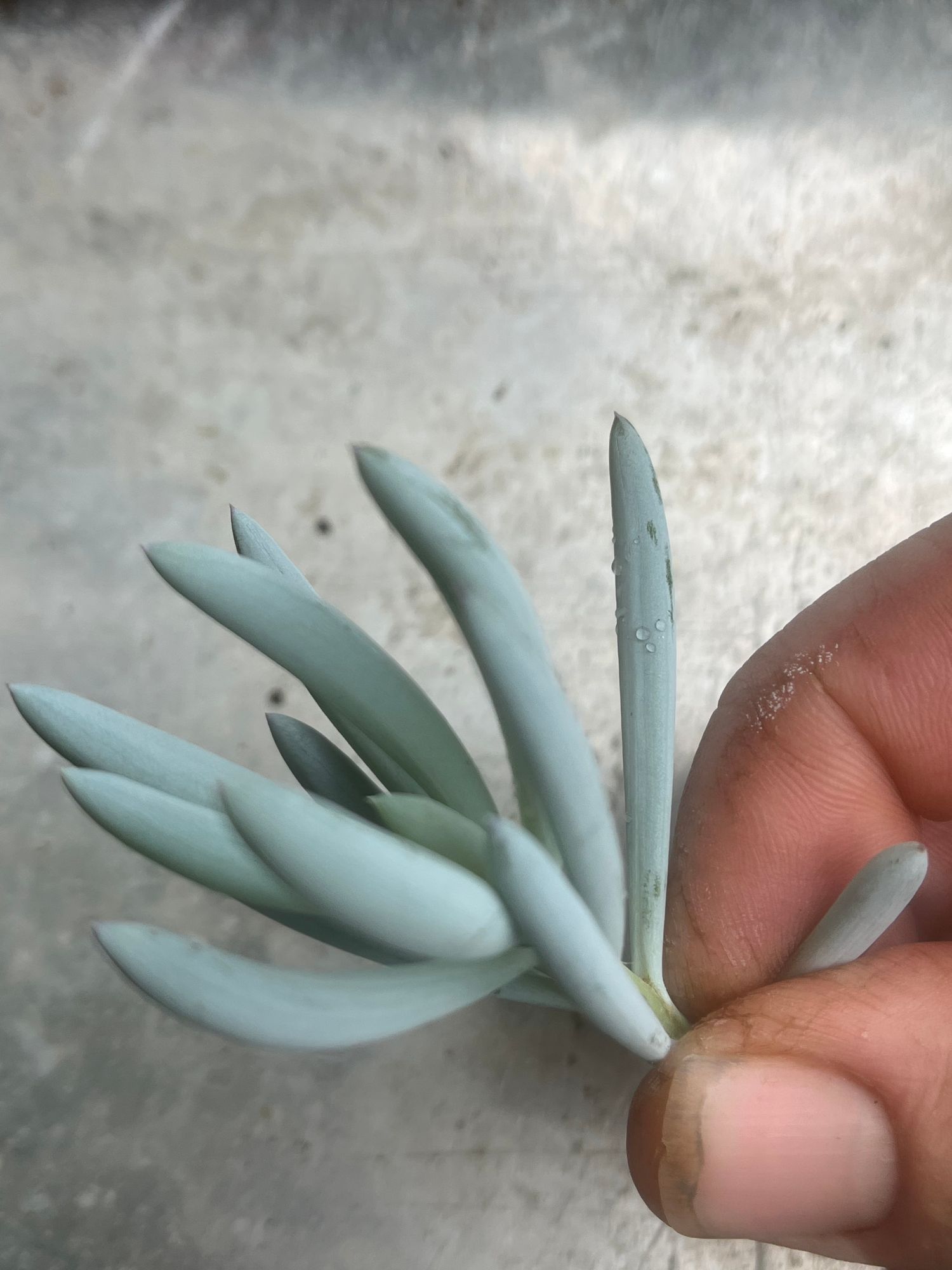 Small Chalksticks unrooted cutting