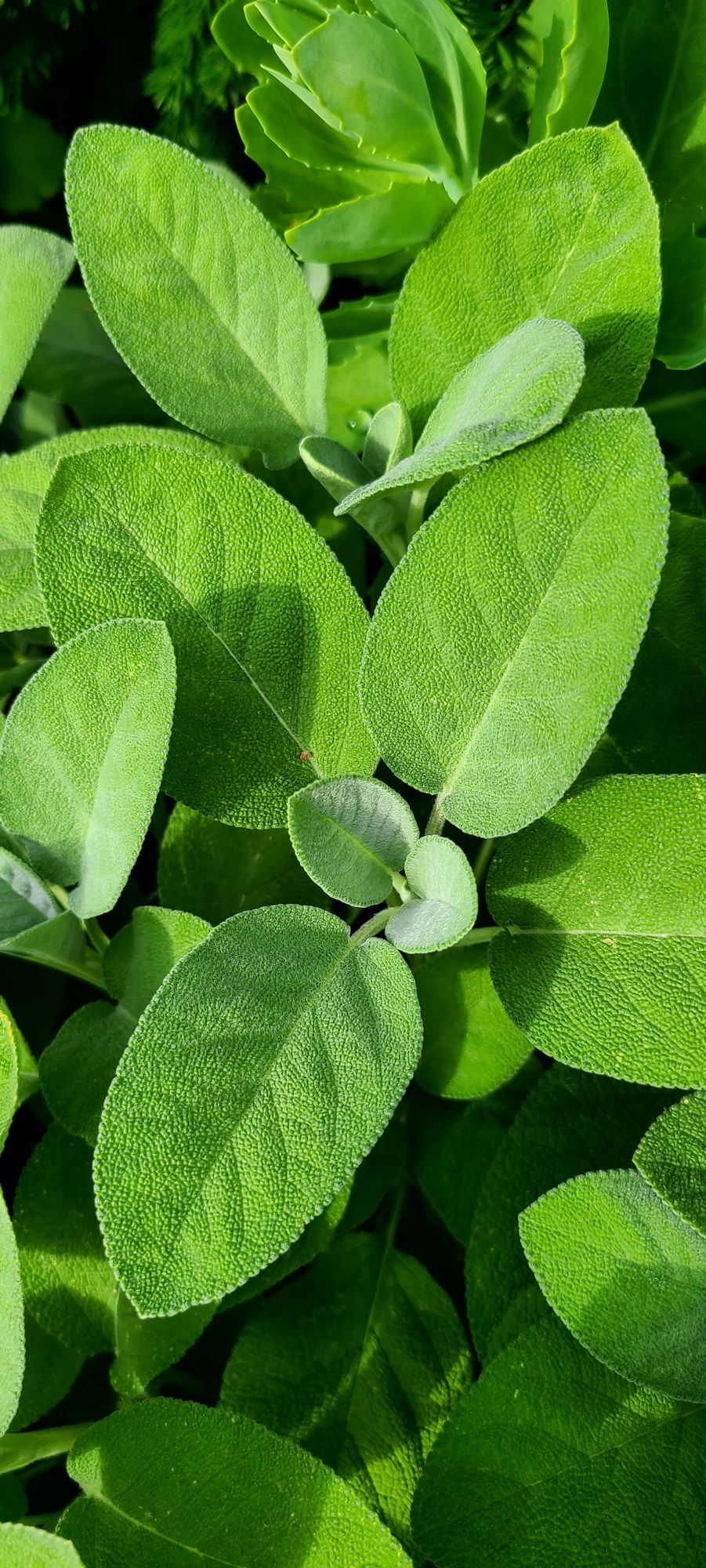 SALVIA officinalis Berrgarten