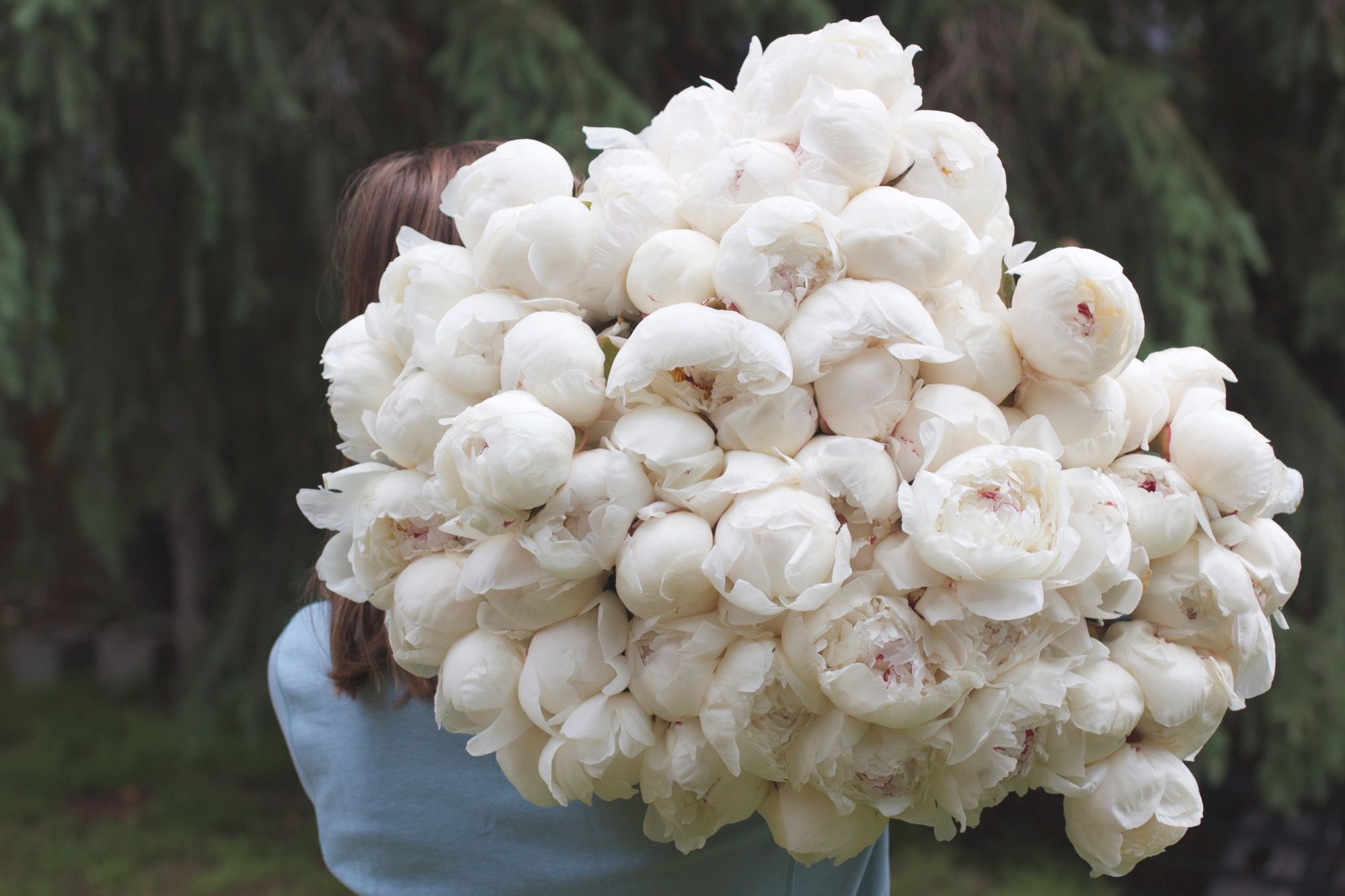 White Peonies (100 stems)