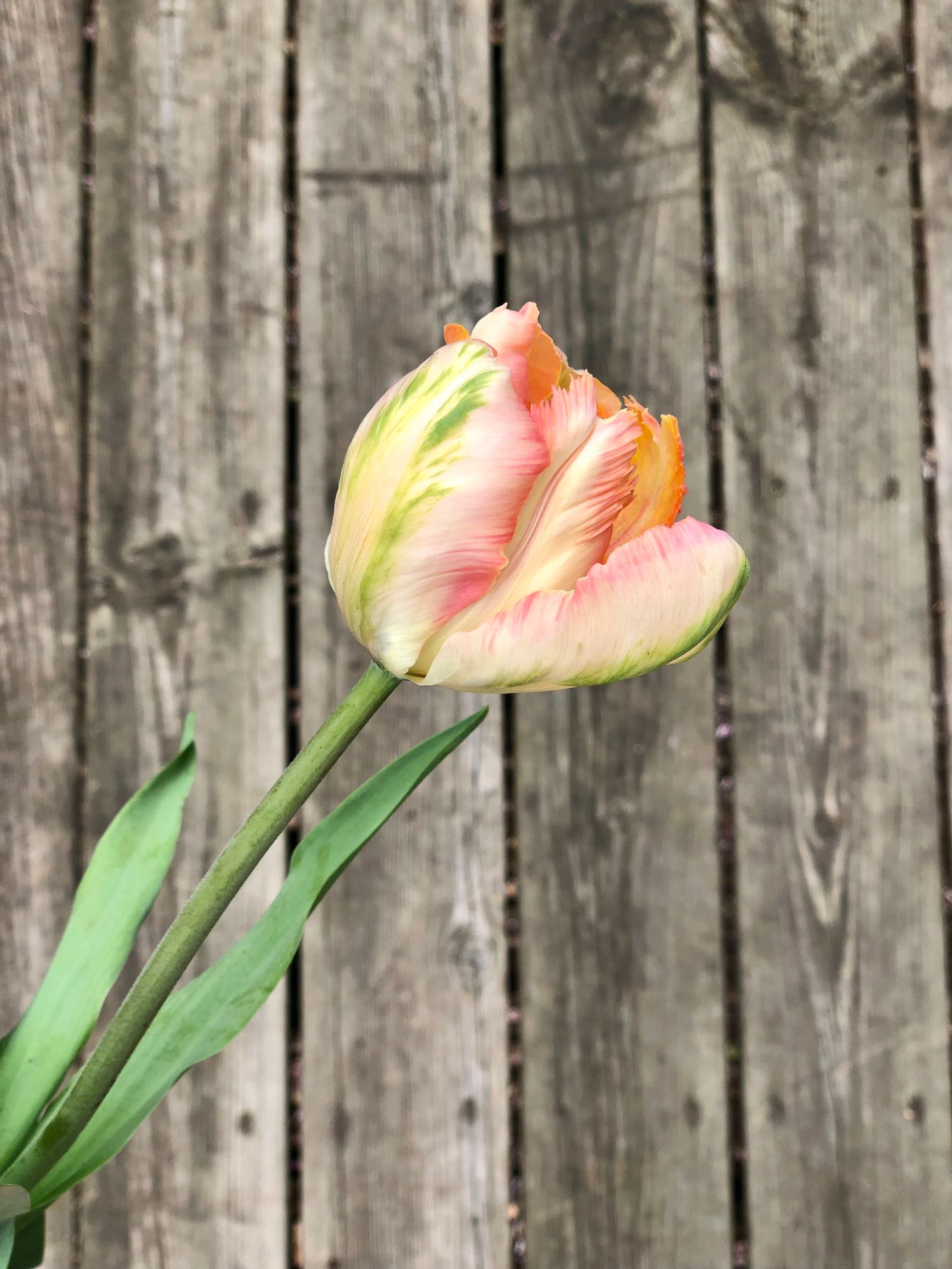 TULIPA Apricot Parrot