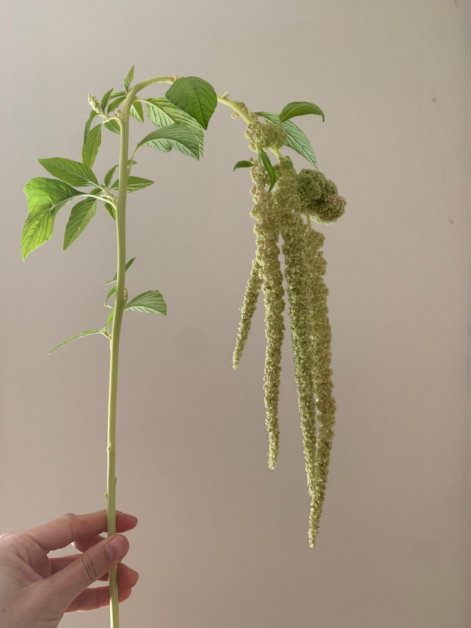 AMARANTHUS caudatus Emerald Tassles