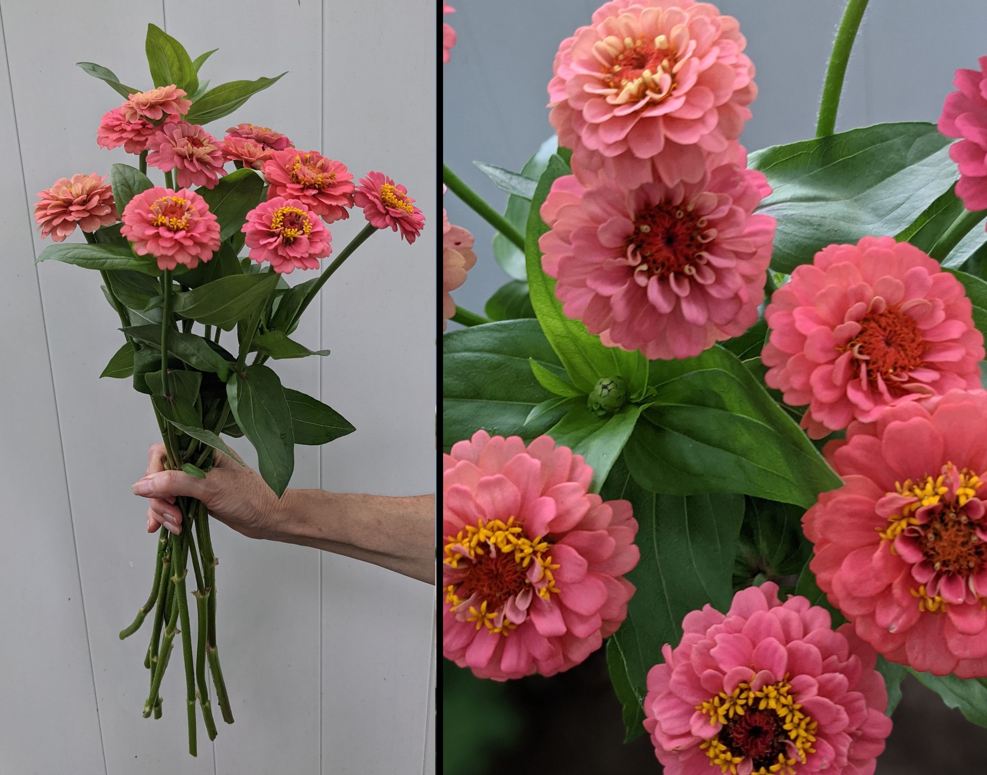 ZINNIA elegans Oklahoma Series