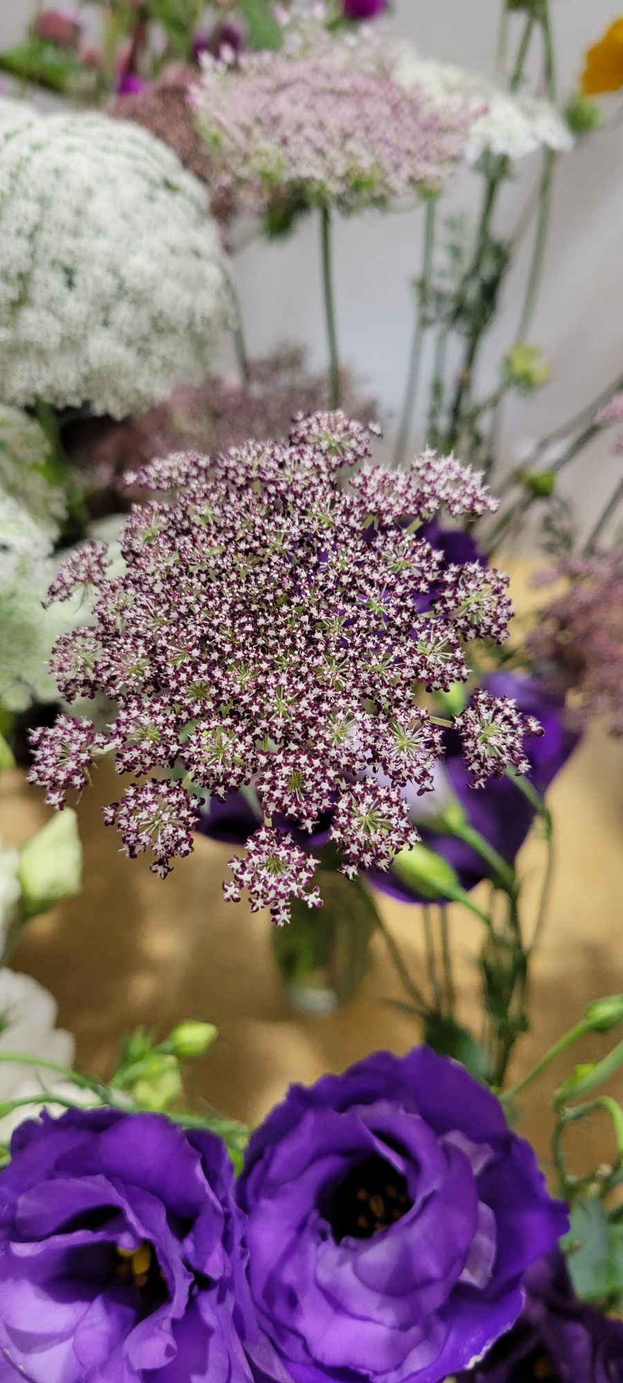 DAUCUS carota Dara