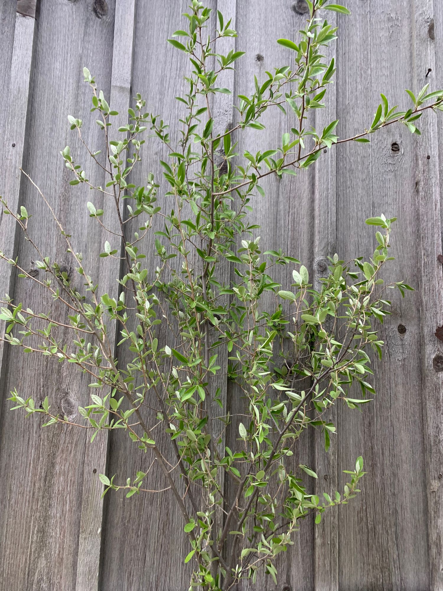 ELAEAGNUS umbellata