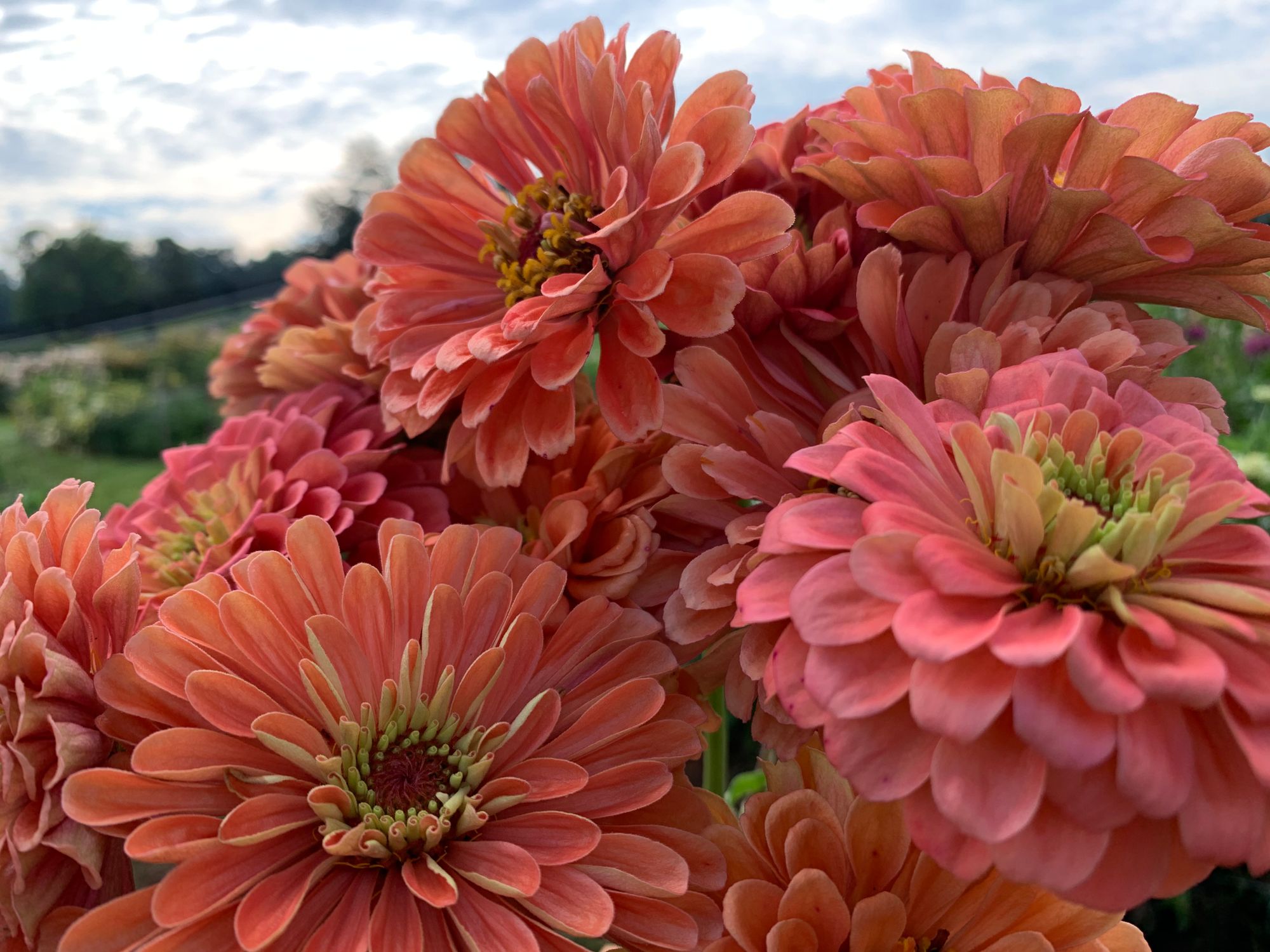 ZINNIA elegans Benarys Giant