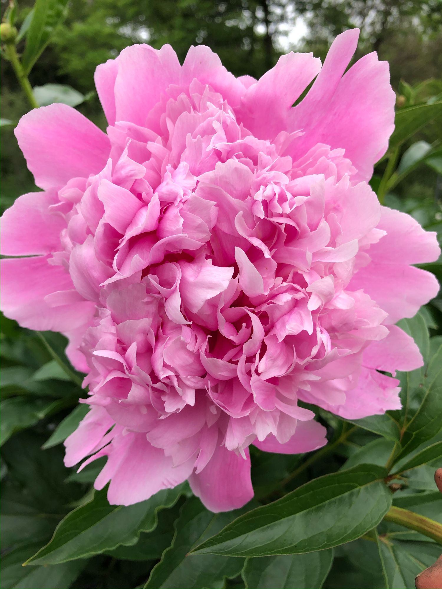 PAEONIA lactiflora Monsieur Jules Elie