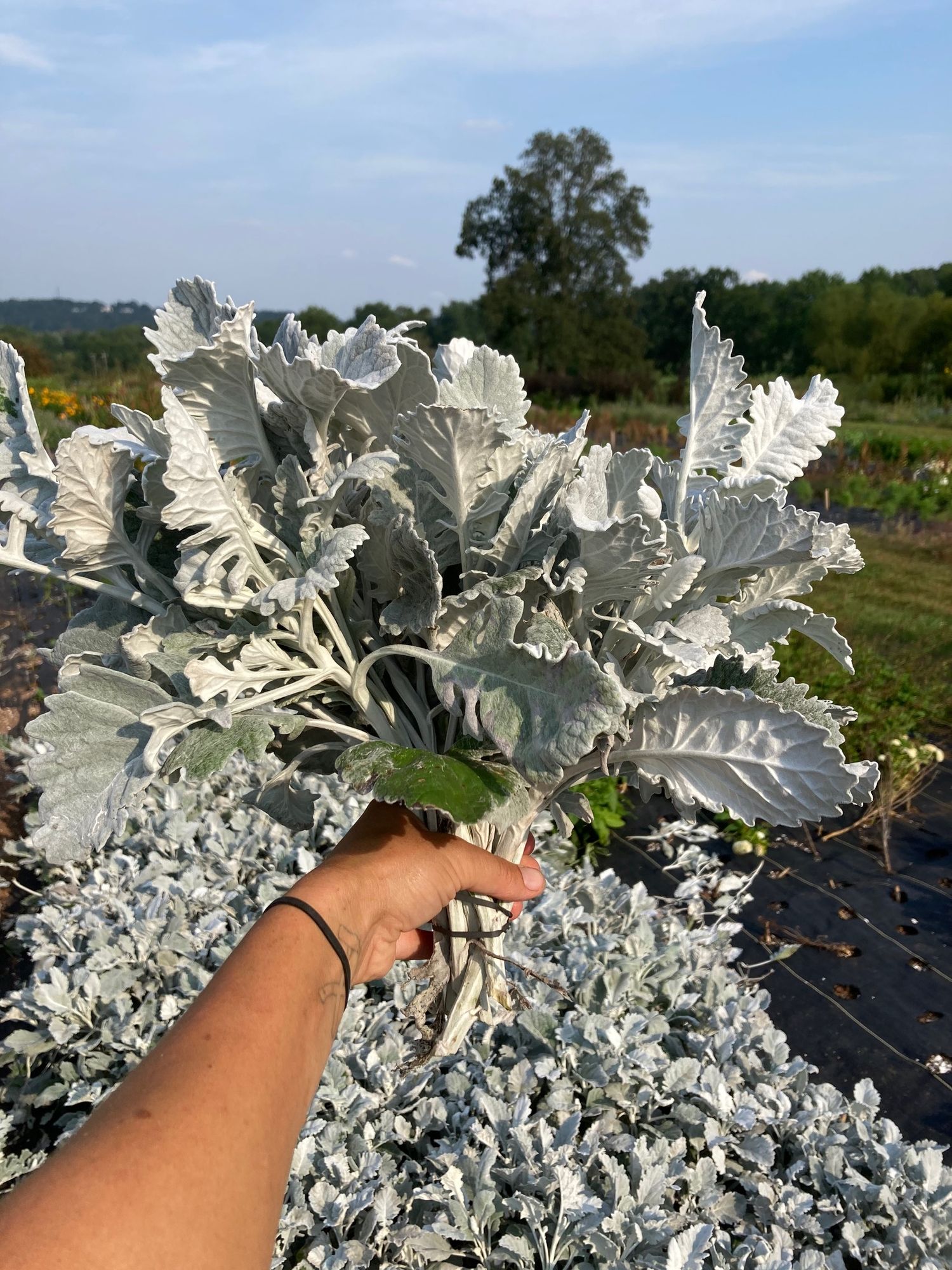 SENECIO cineraria