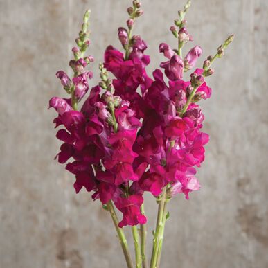 ANTIRRHINUM majus Potomac