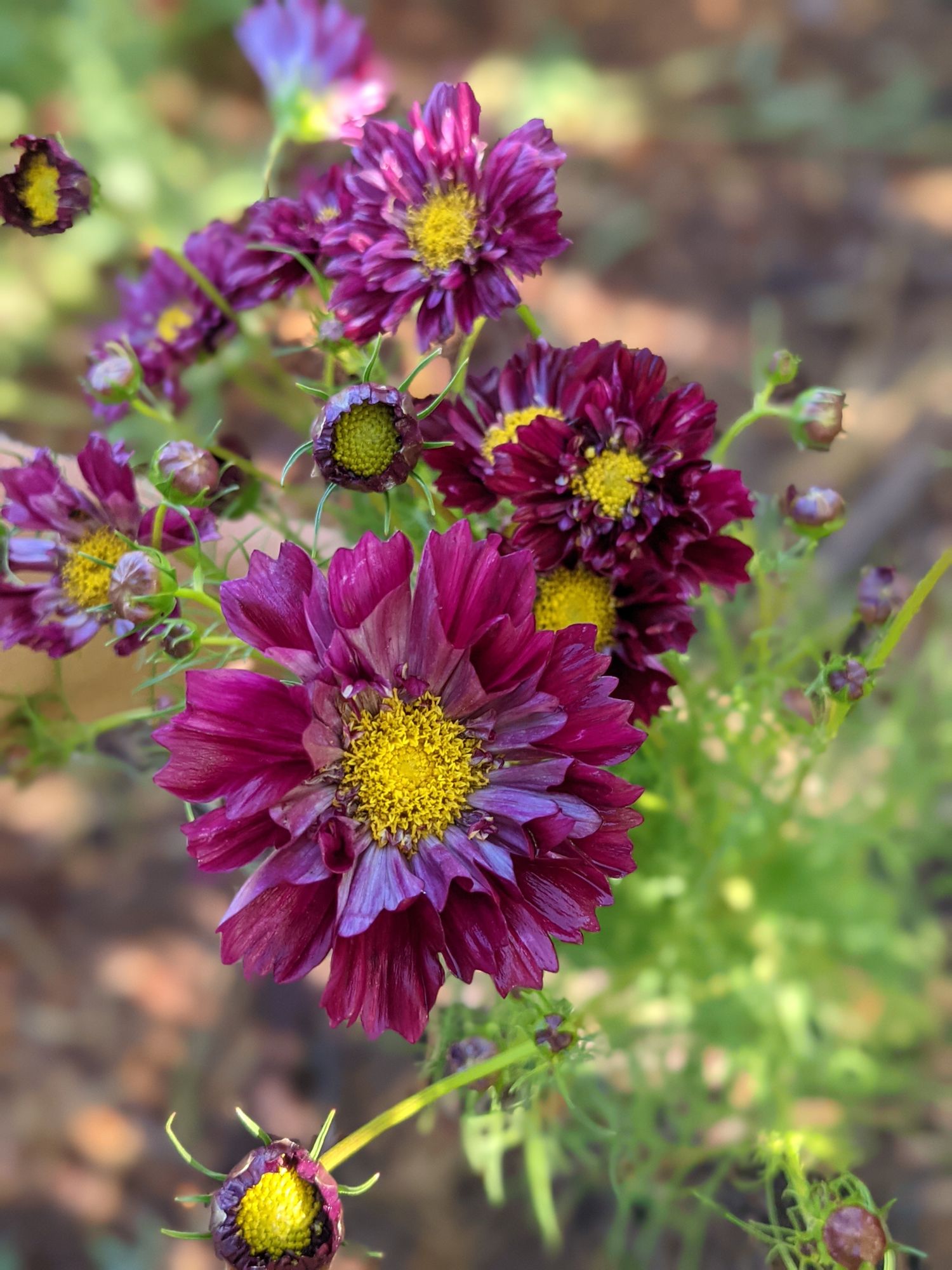COSMOS bipinnatus Double Click