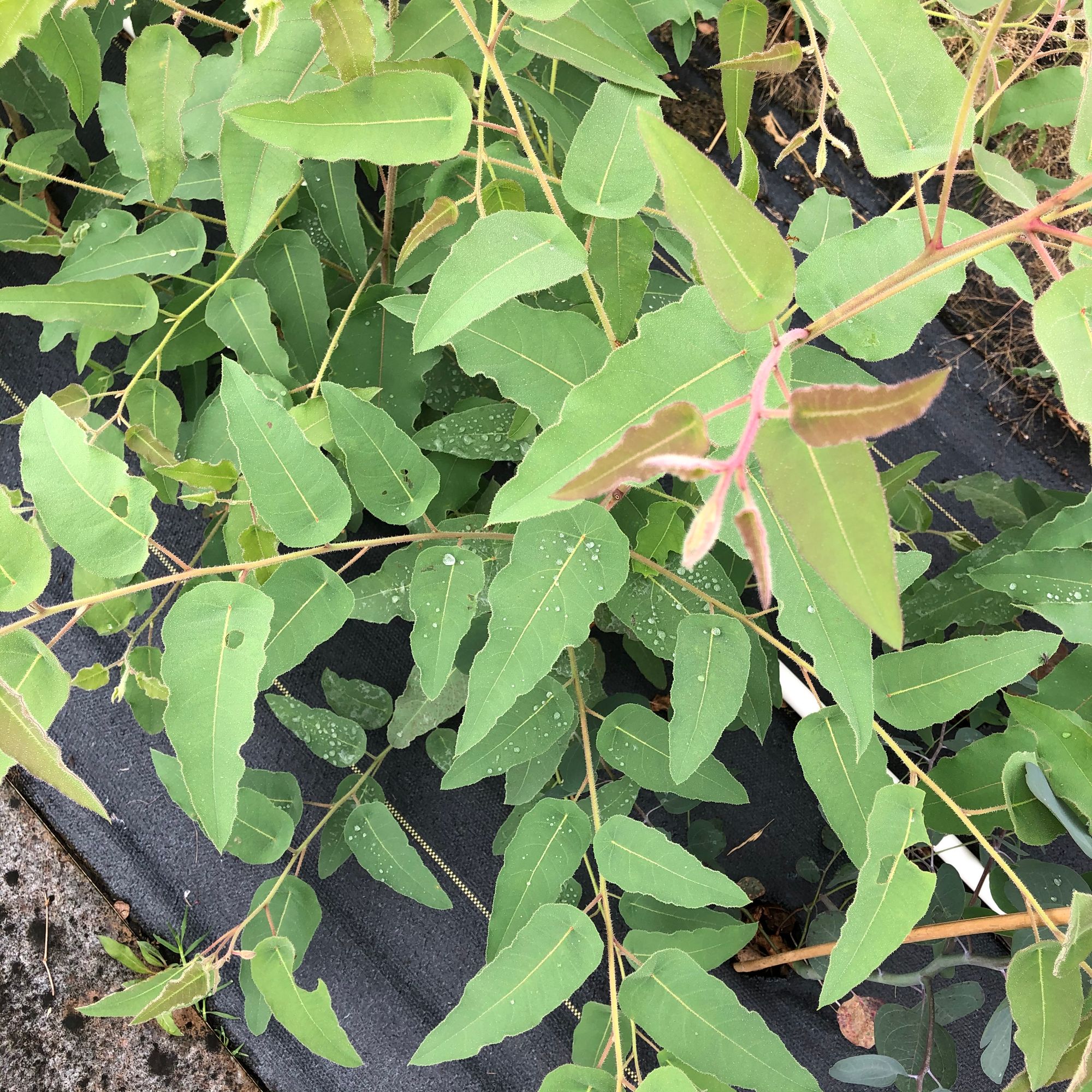 EUCALYPTUS