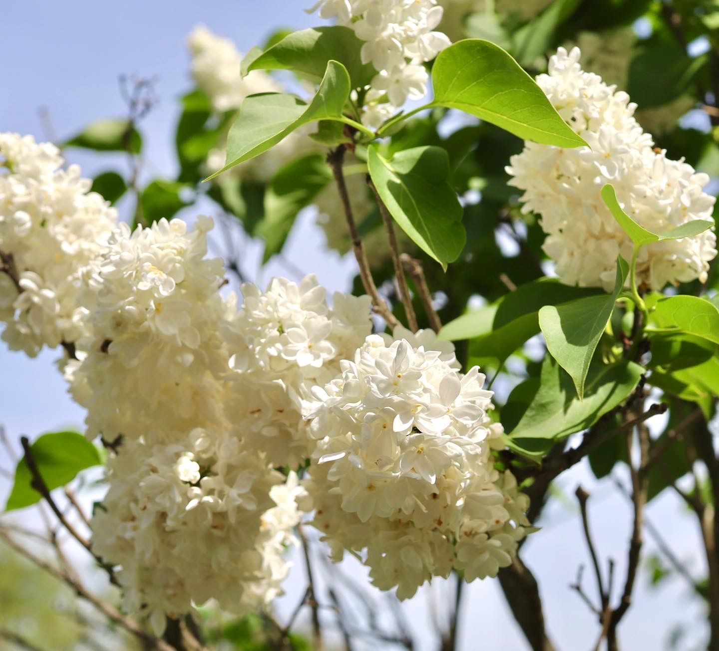 SYRINGA vulgaris