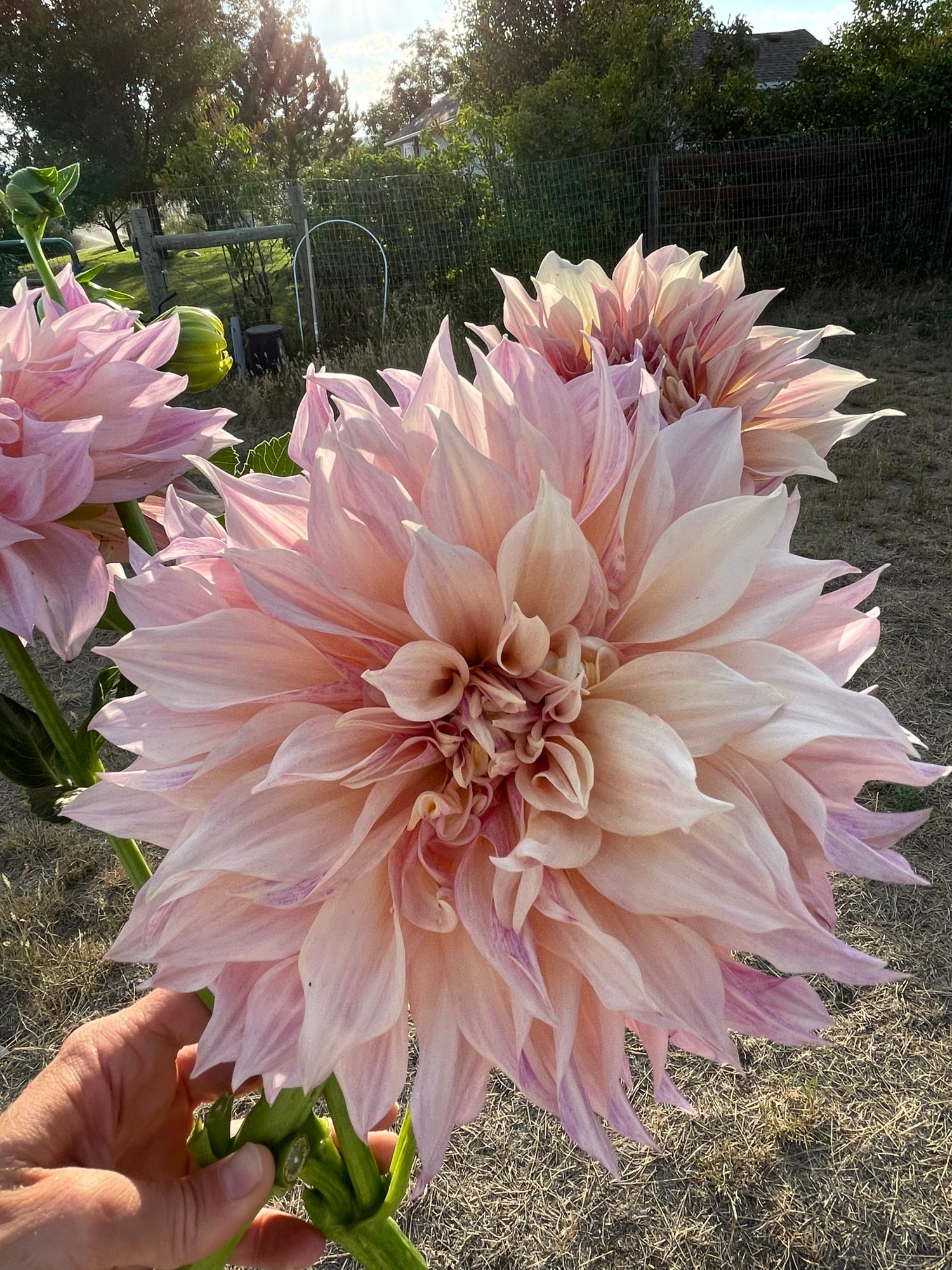 DAHLIA Cafe Au Lait