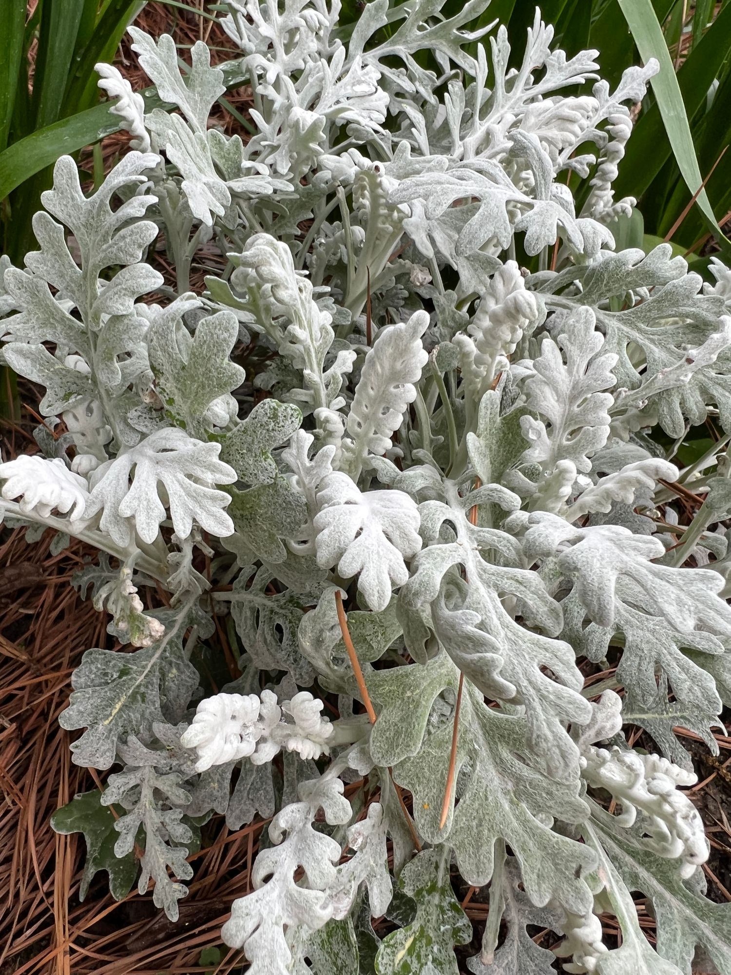 SENECIO cineraria