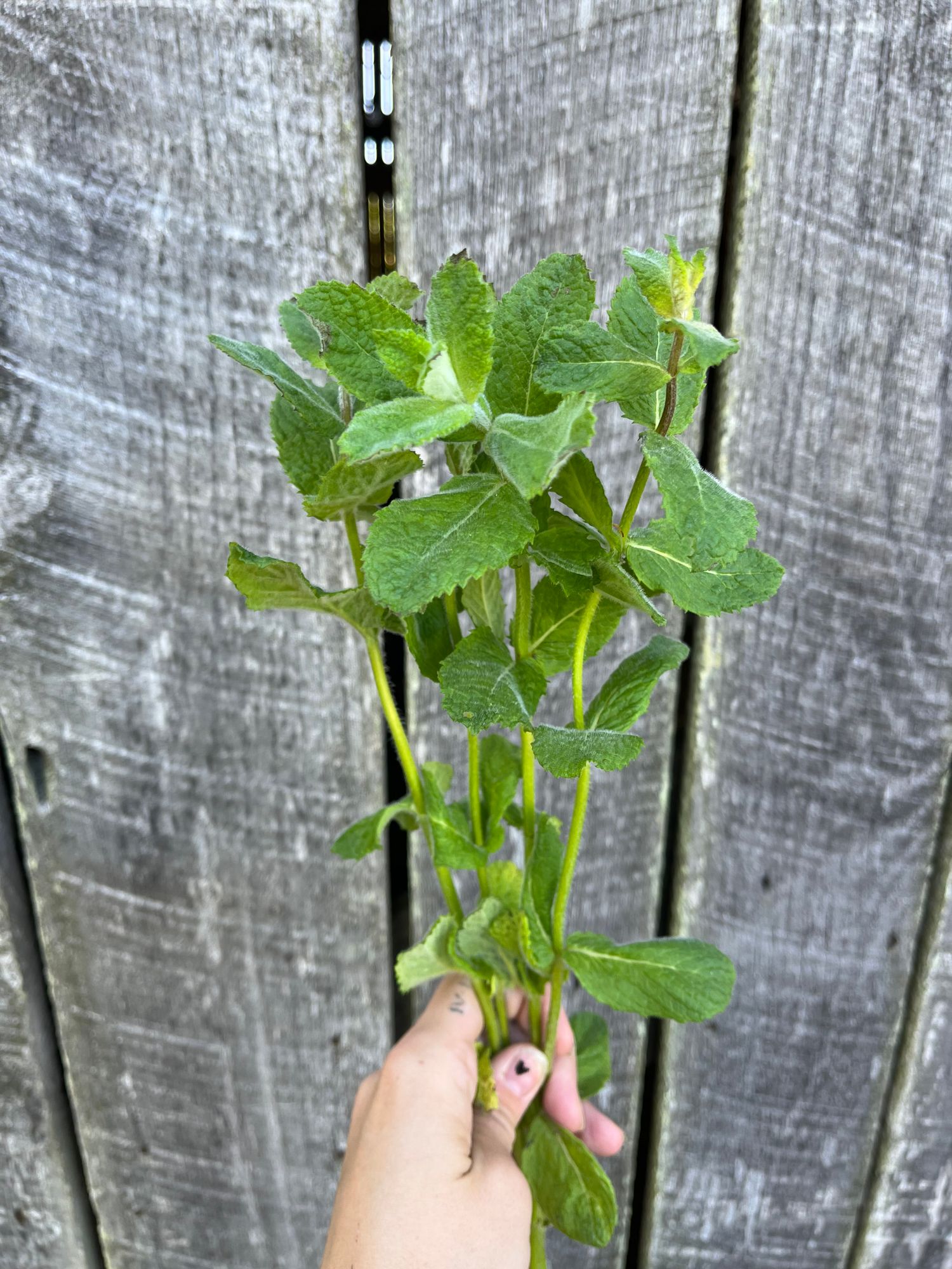 MENTHA suaveolens