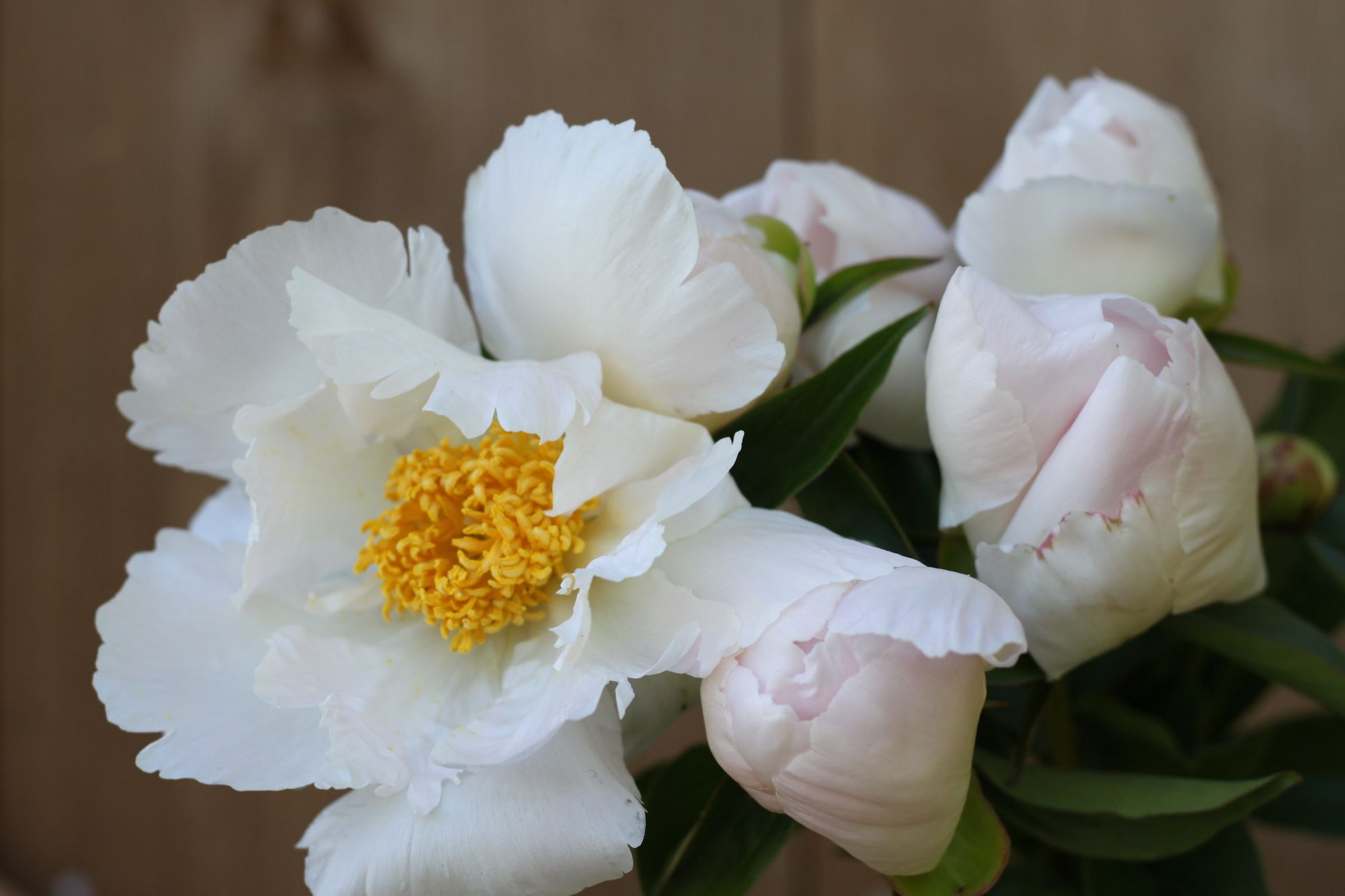 PAEONIA lactiflora Paula Fay