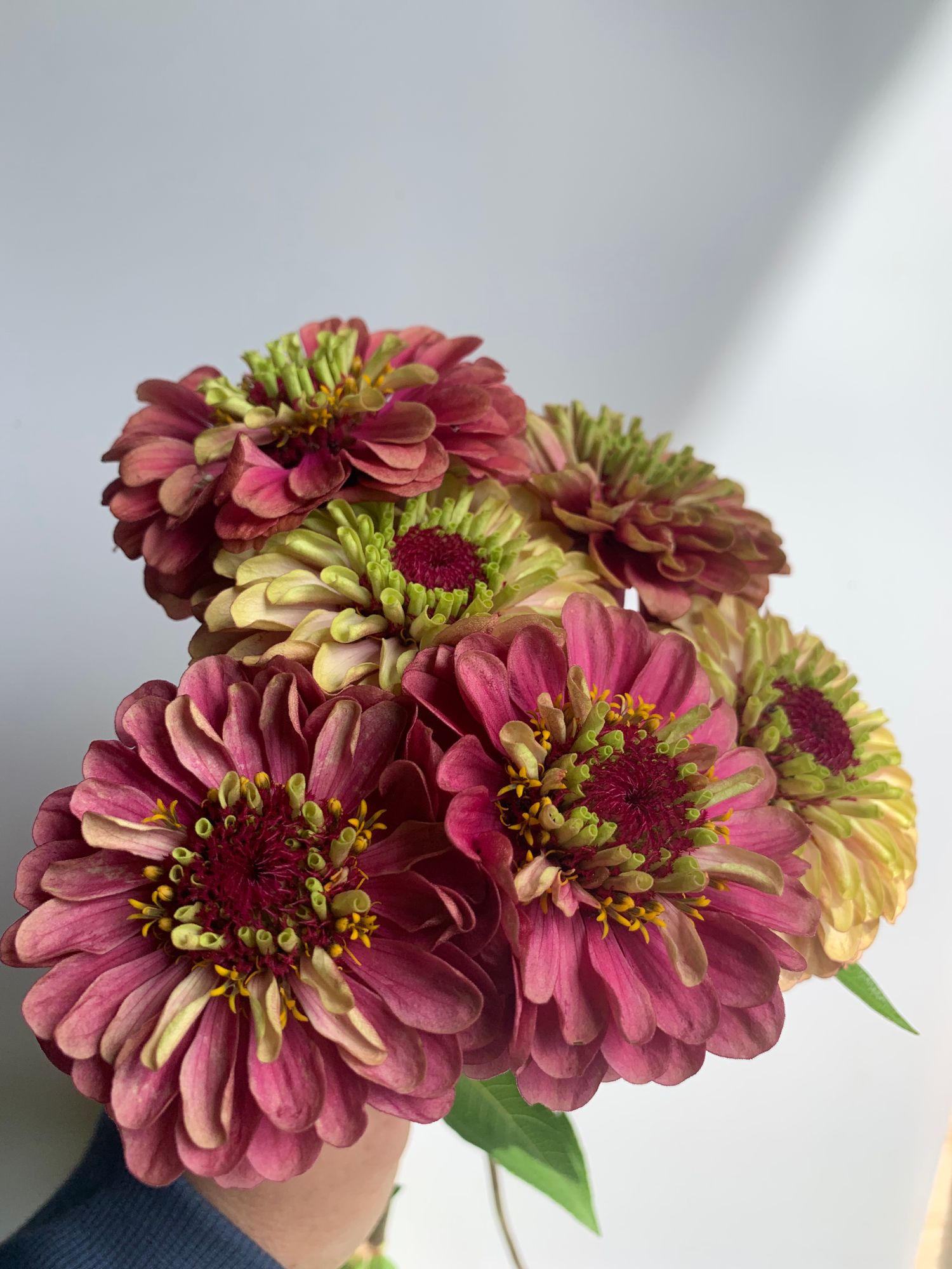 ZINNIA elegans Queen Series