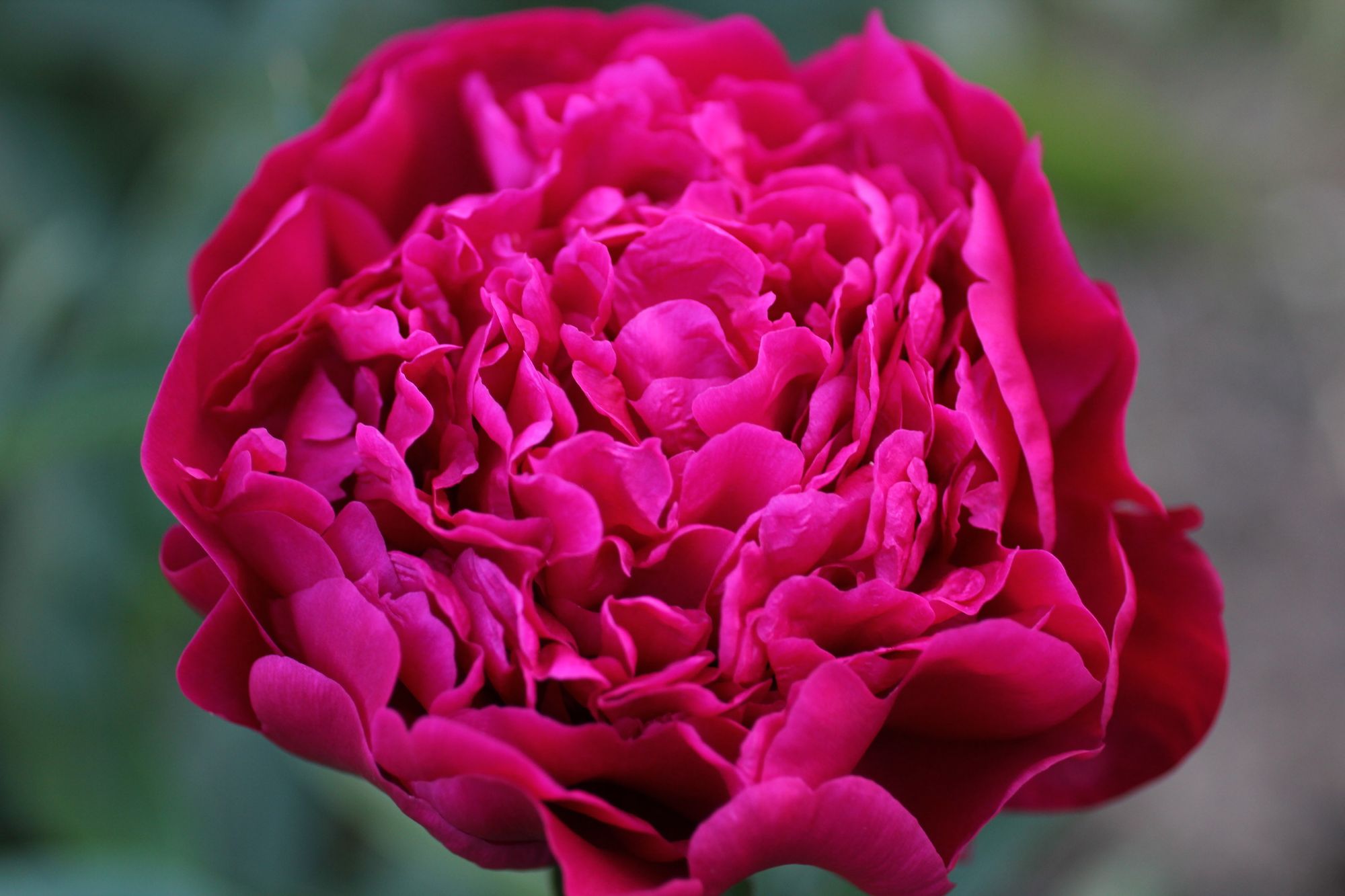 PAEONIA lactiflora x Little Dorrit Mary Jo Legare